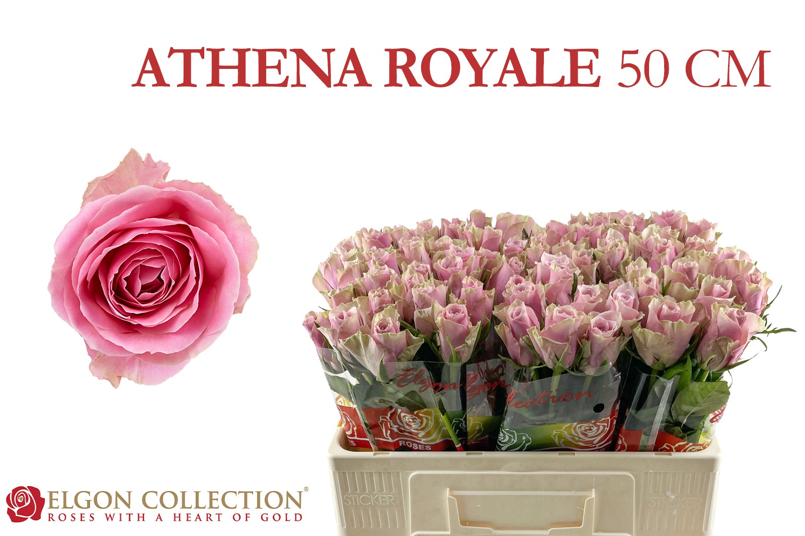 R Gr Athena Royale
