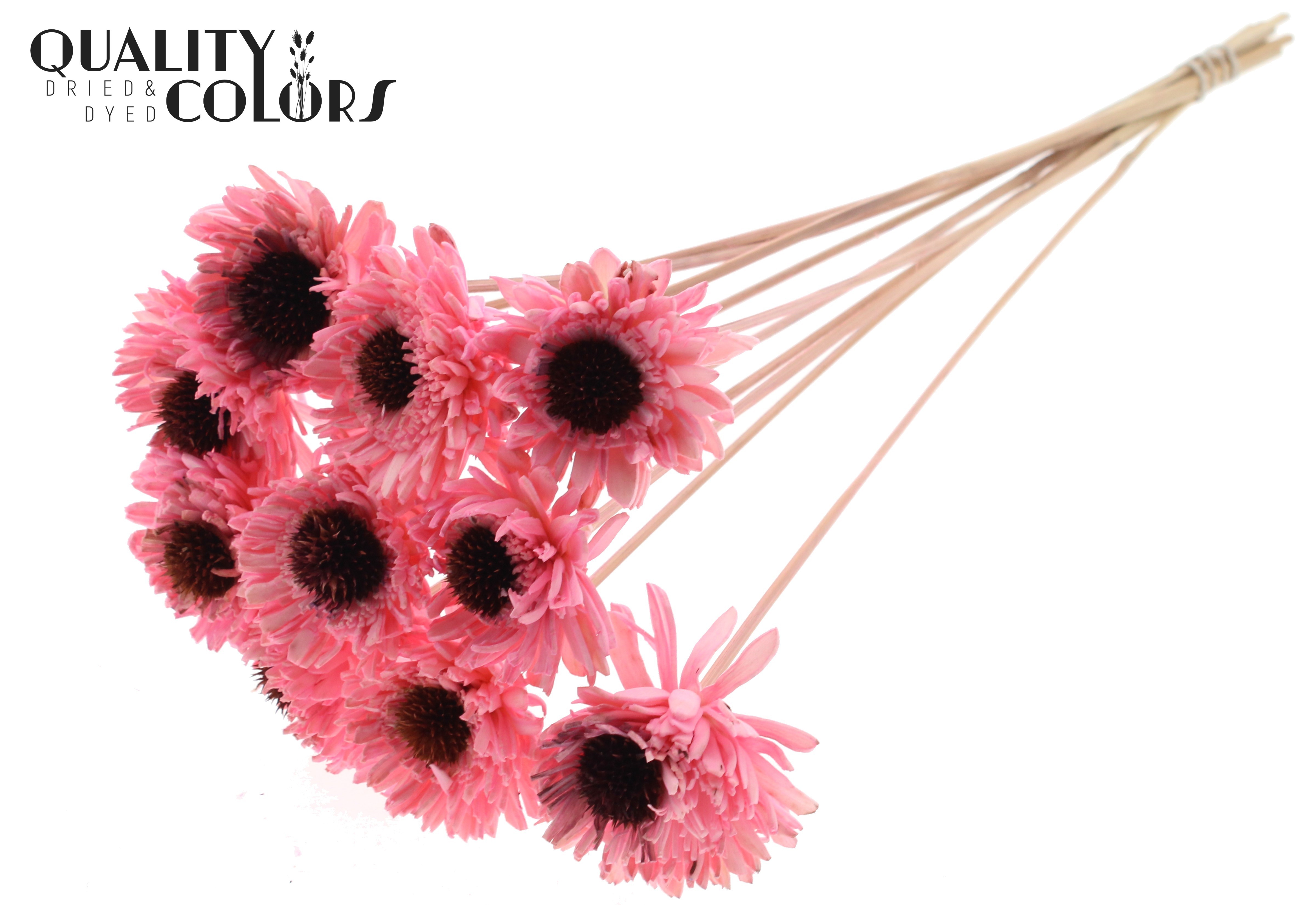 Shola Daisy Sunflower Light Pink 50cm