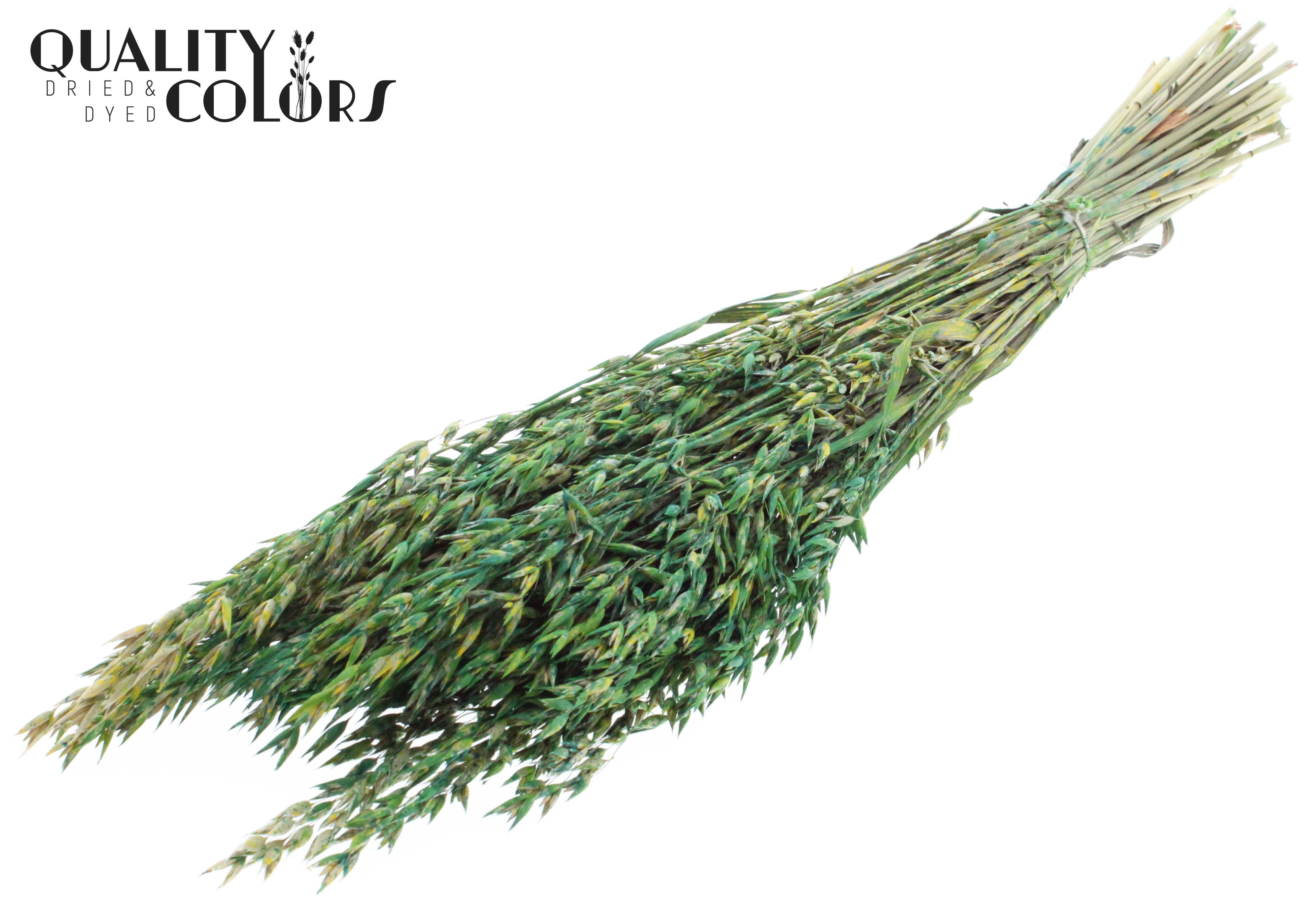 Avena Green Mix Per Bunch 60cm