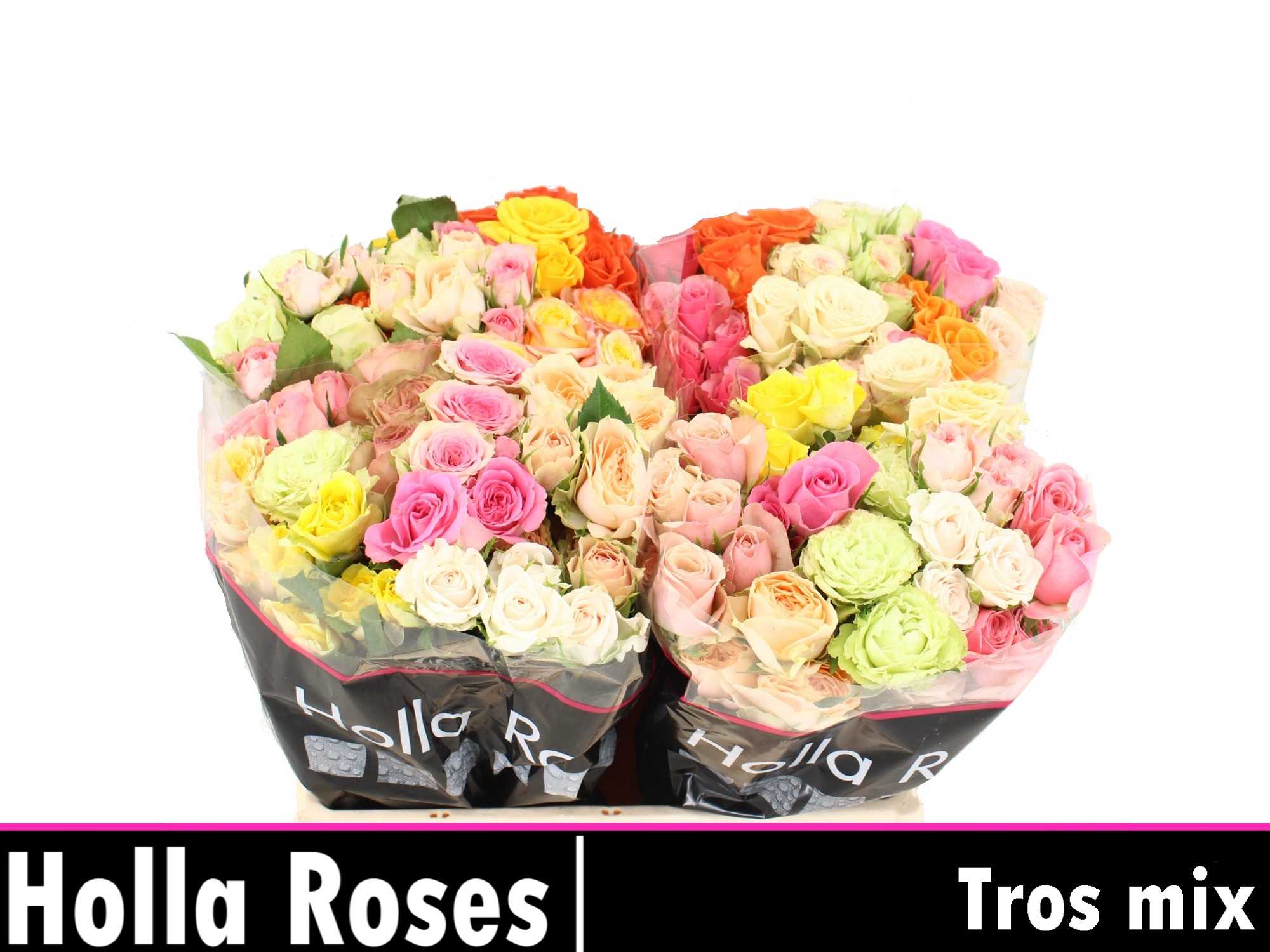 Rosa Spr 40cm