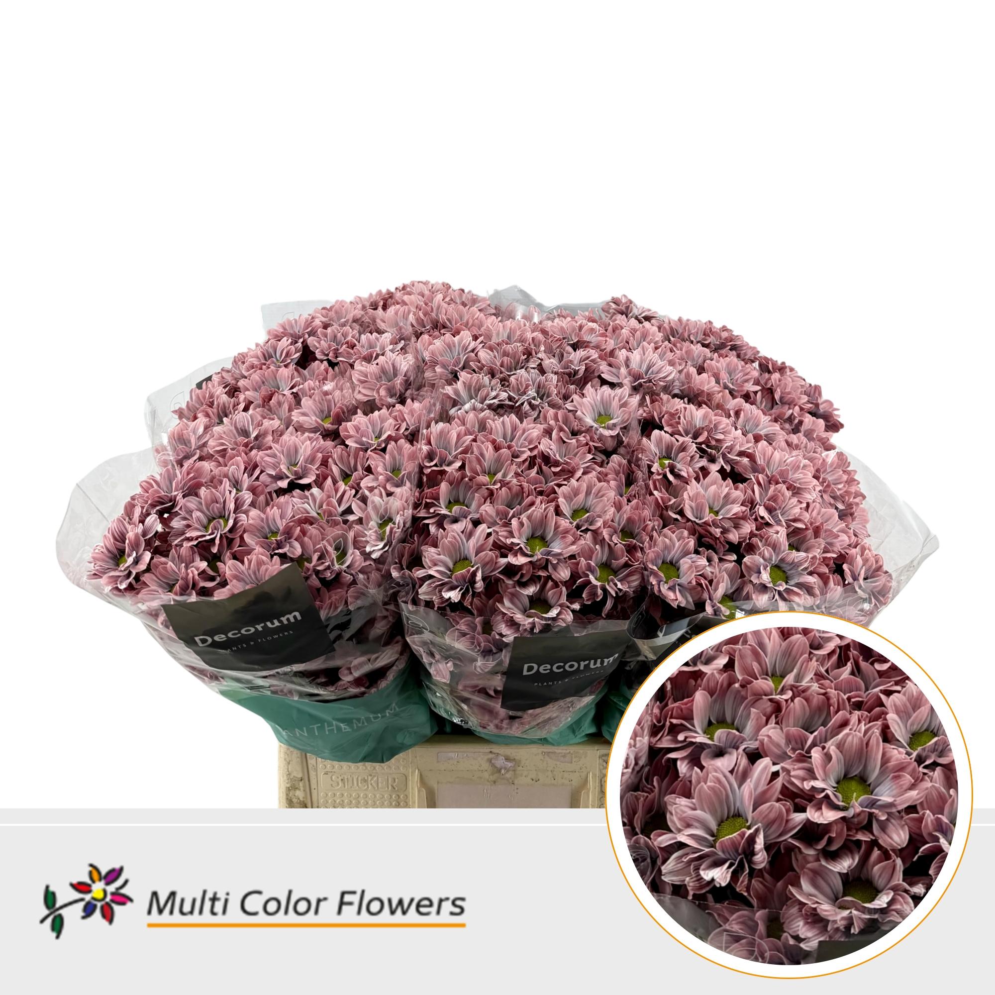 Chrysanth Spray Painted Kennedy Misty Blush 60cm