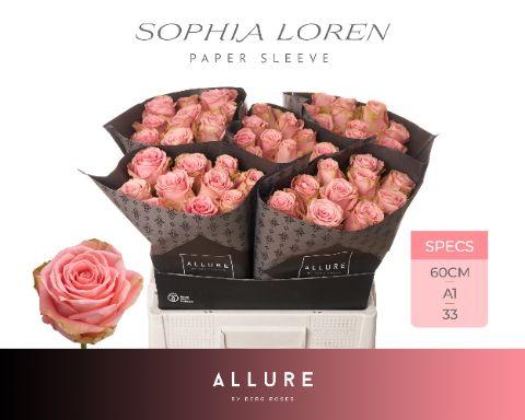 Rosa Sophia Loren 60cm