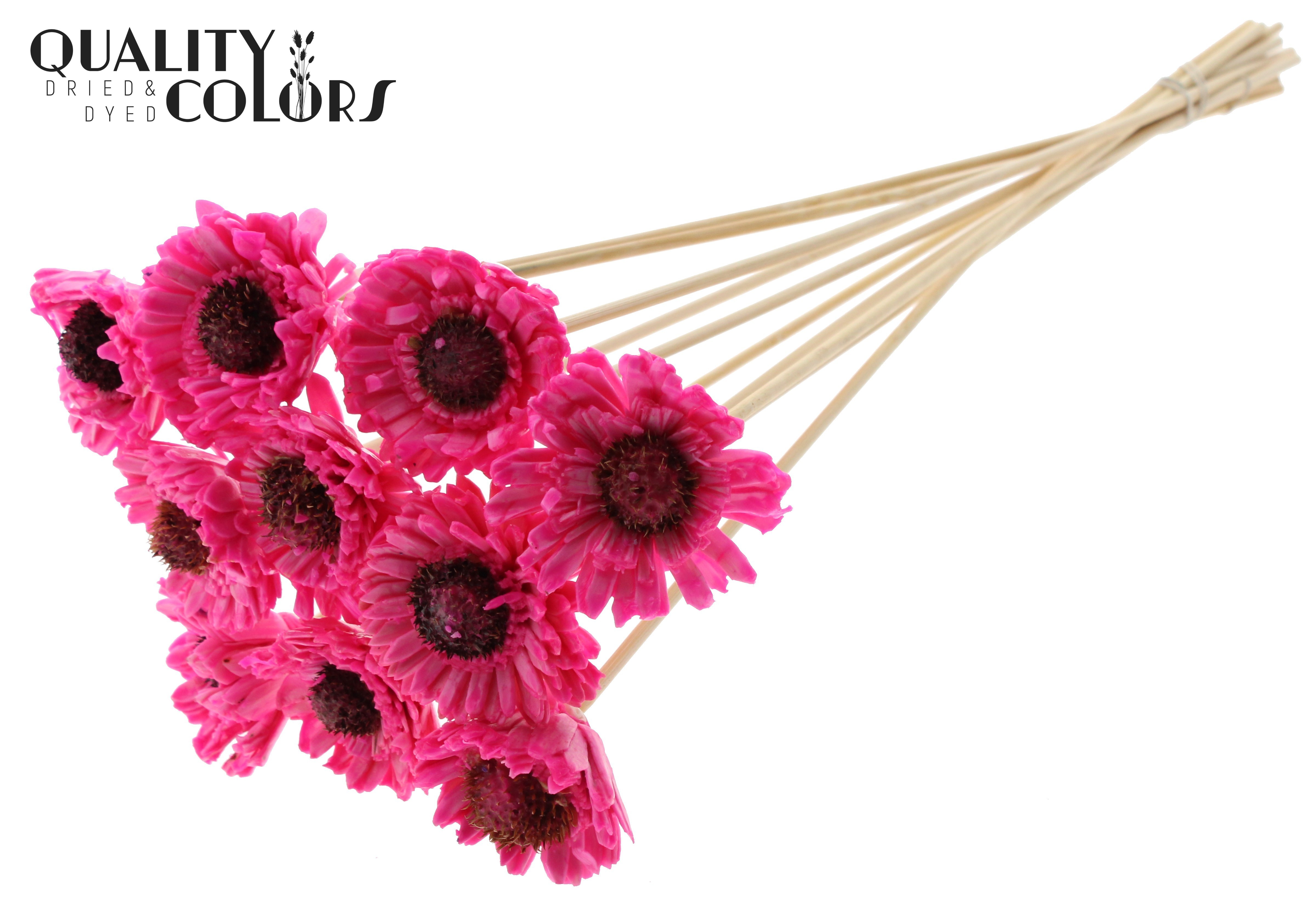 Shola Daisy Sunflower Wax Cerise 50cm