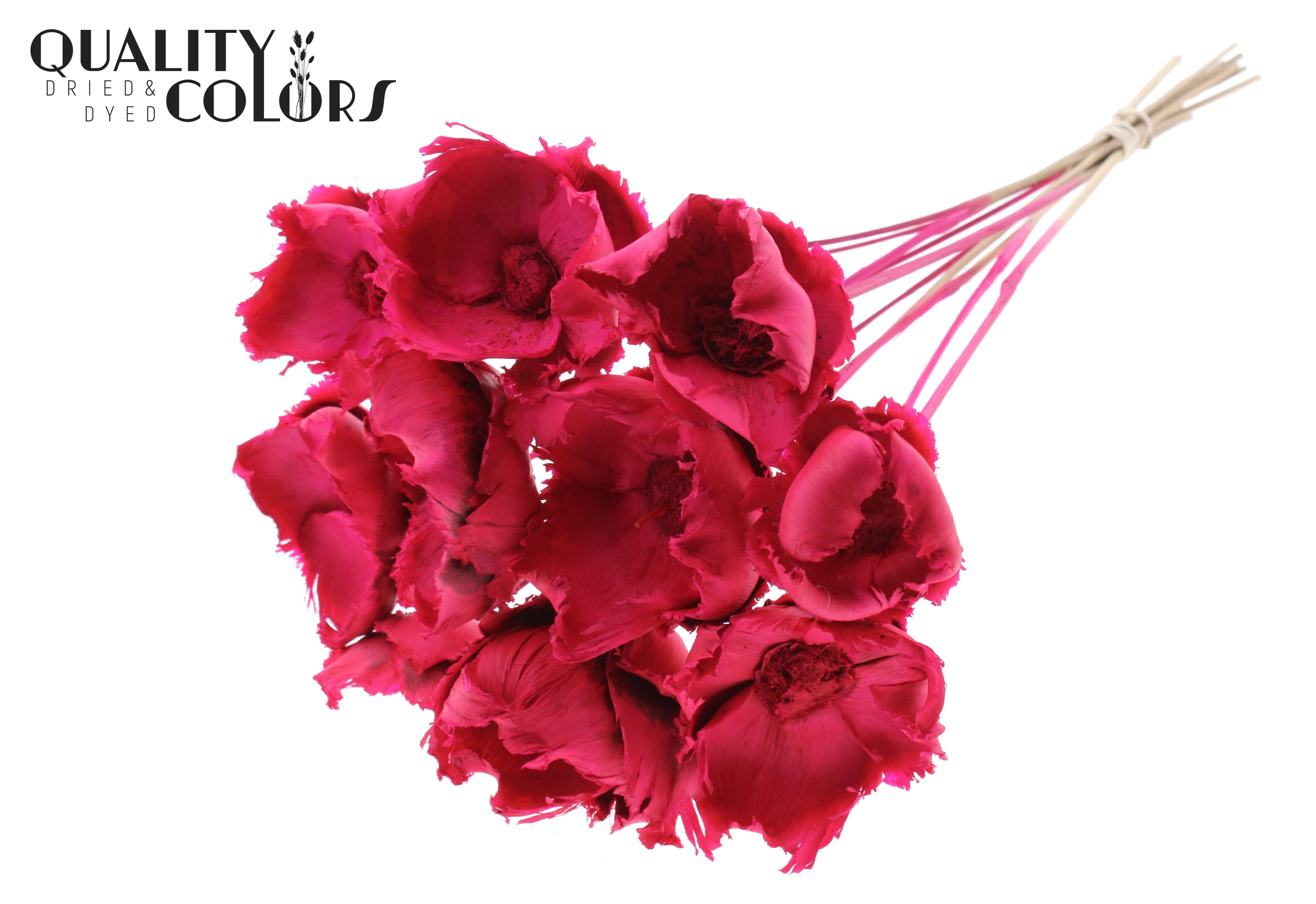 Palm Cup Intense Cerise 50cm