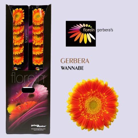 Ge Gr Wannabe Aquabox 80