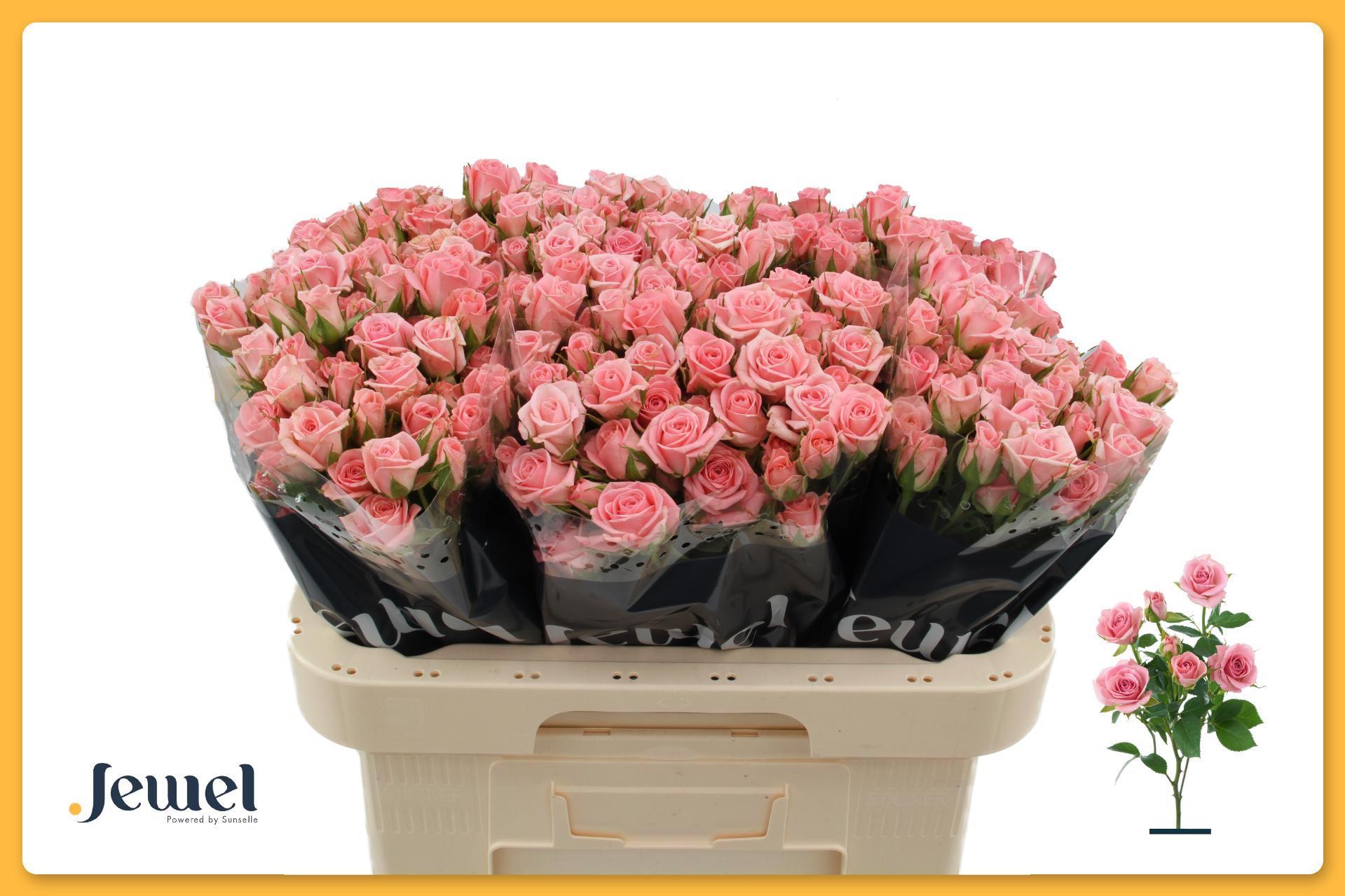 Rosa Spr Odilia 60cm
