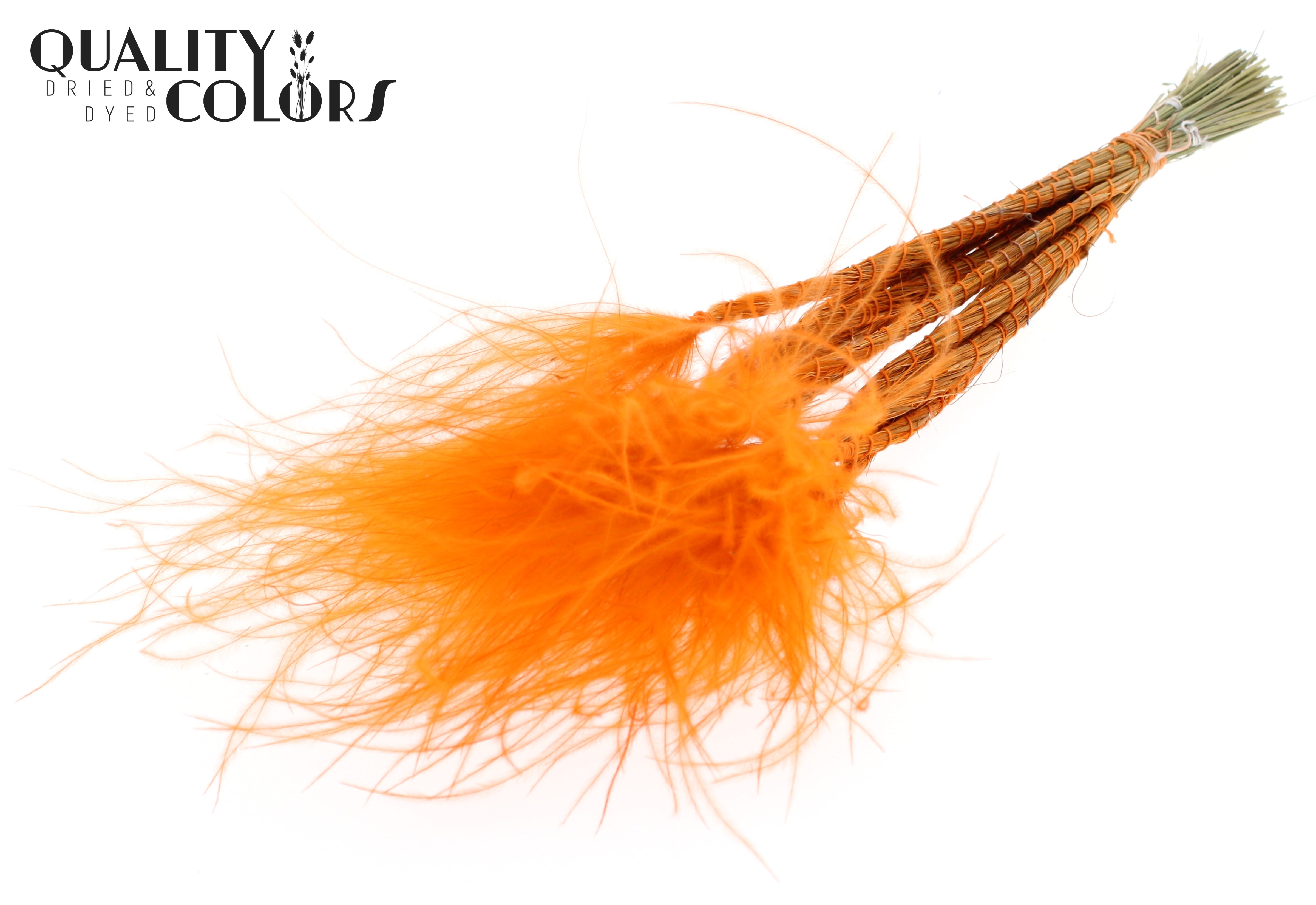 Stypha Orange Per Bunch 60cm