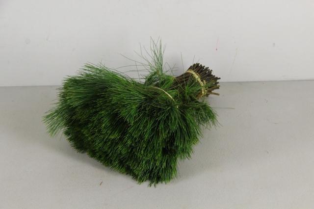 Pinus Strobus 35cm