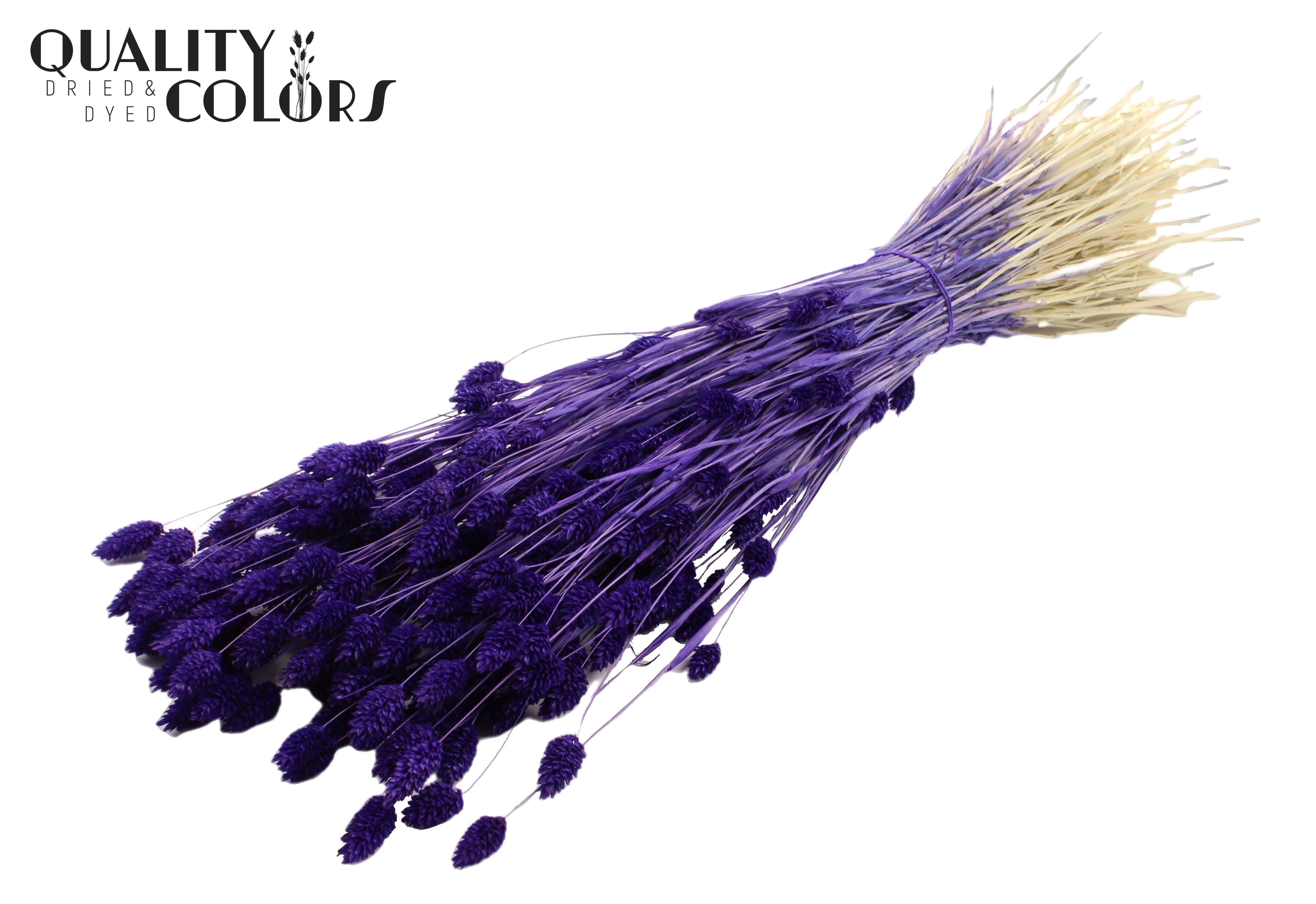 Phalaris Intense Purple Per Bunch 70cm 220gr.