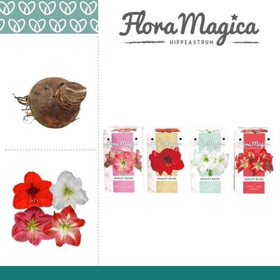 Arr4 Amaryllis Vh - 28/30bulb Mix Gift Box