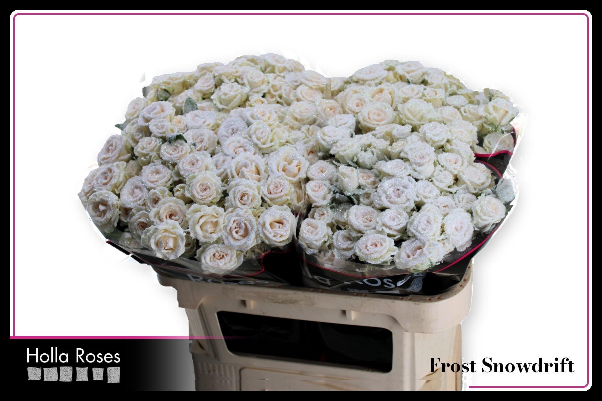 R Tr Snowdrift 70cm