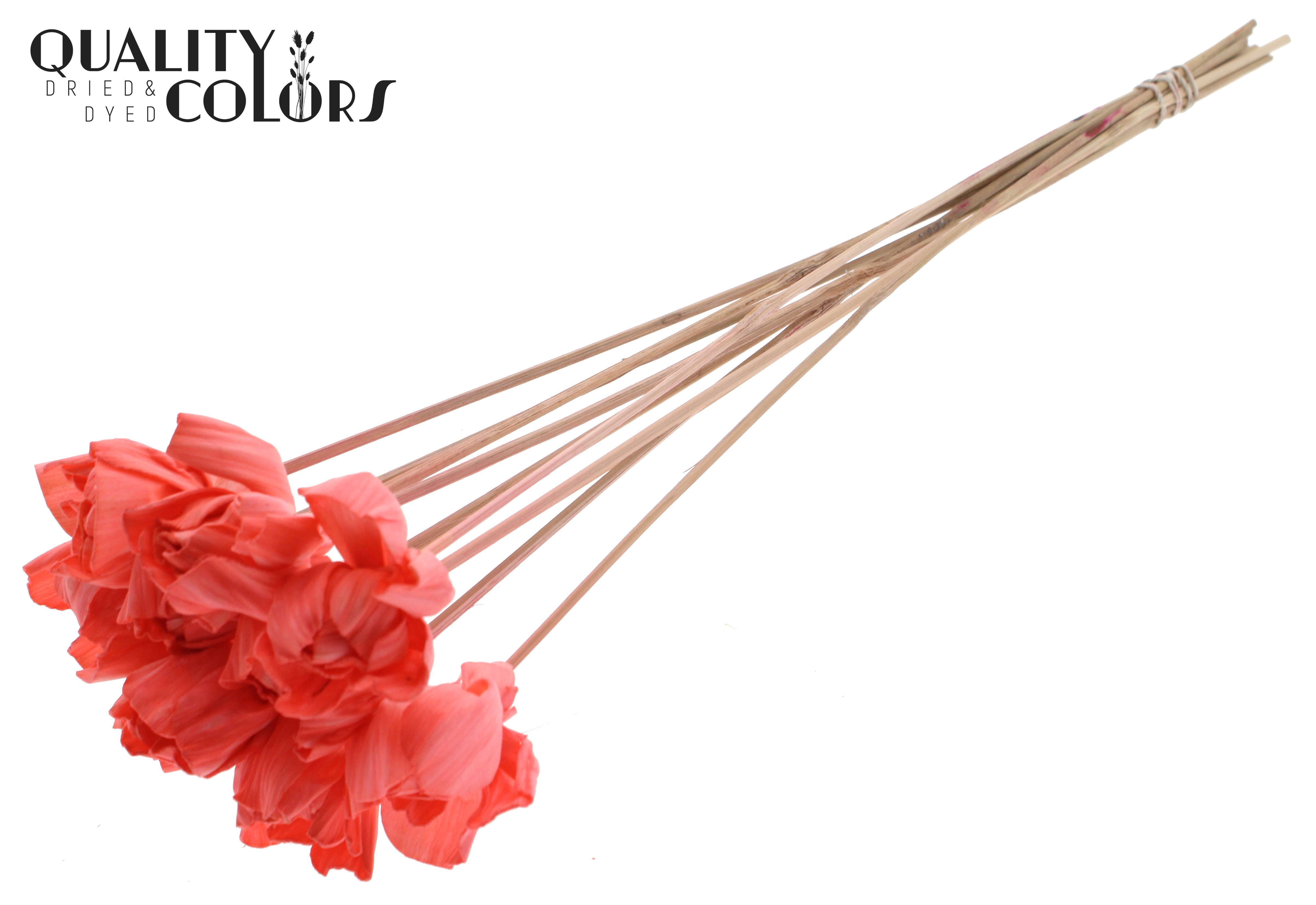 Shola Dear Holly Coral 50cm