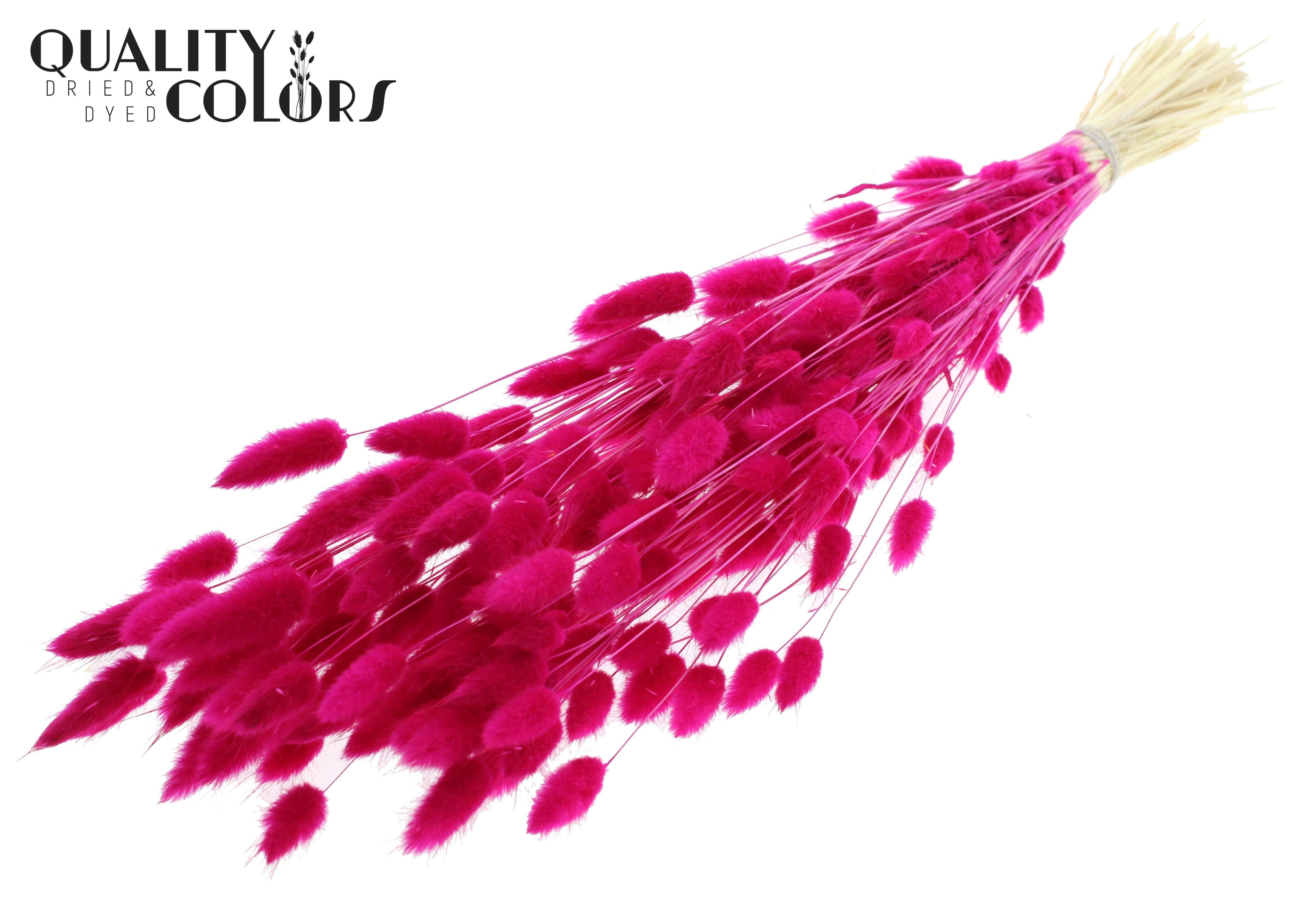 Lagurus Intense Lilac Per Bunch 70cm