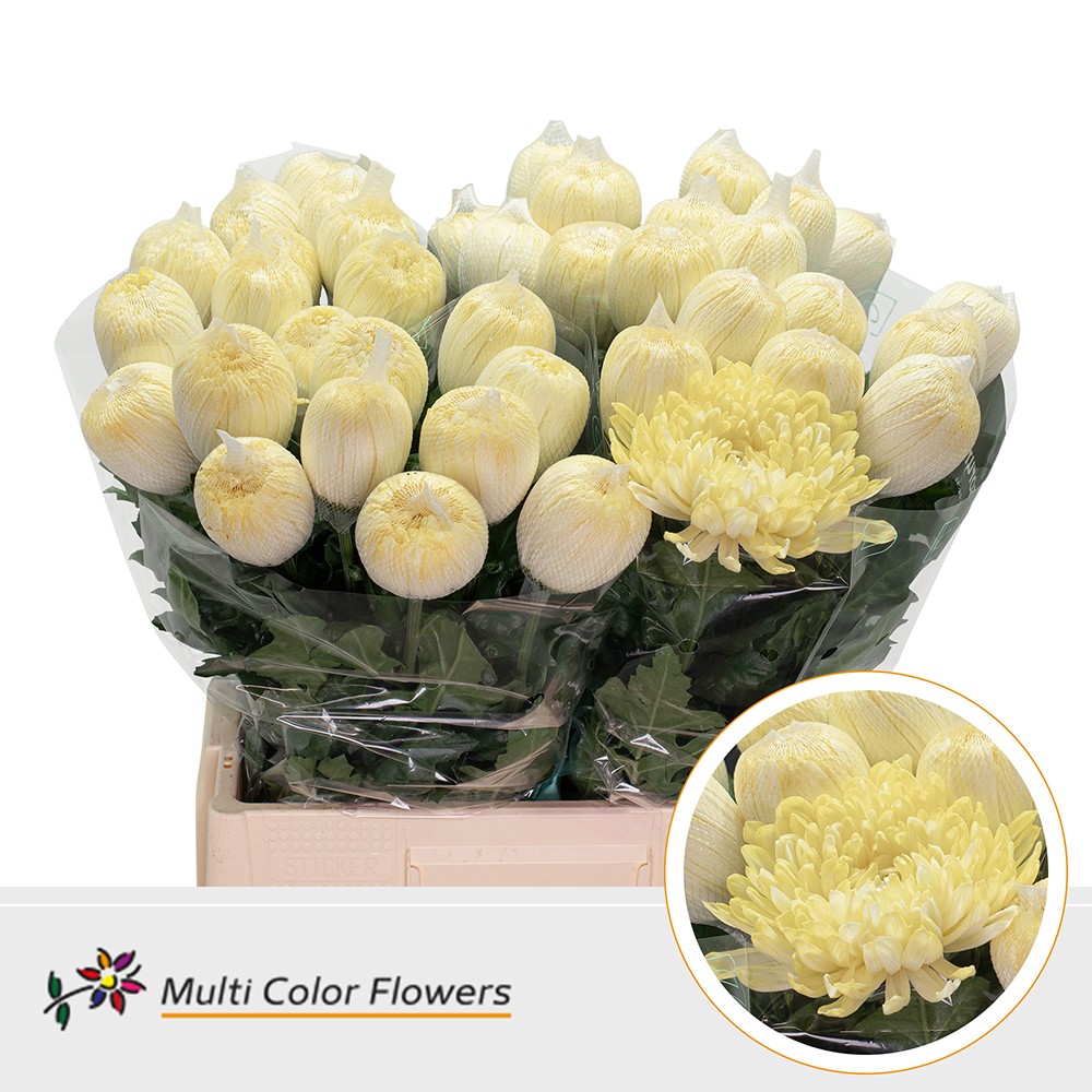 Chrysanth Painted Single Antonov Cream 70cm