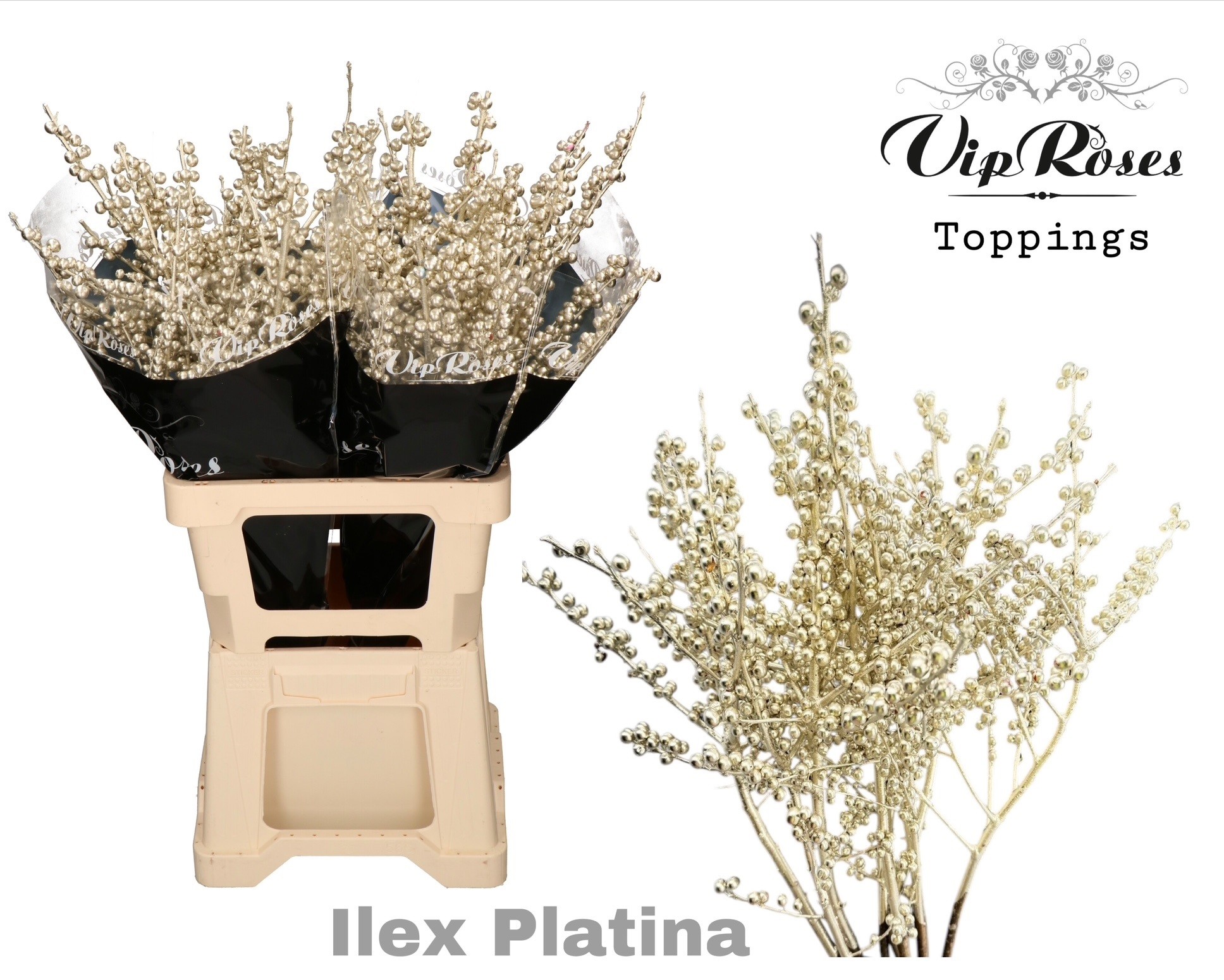 Ilex Dyed Frosty 70cm