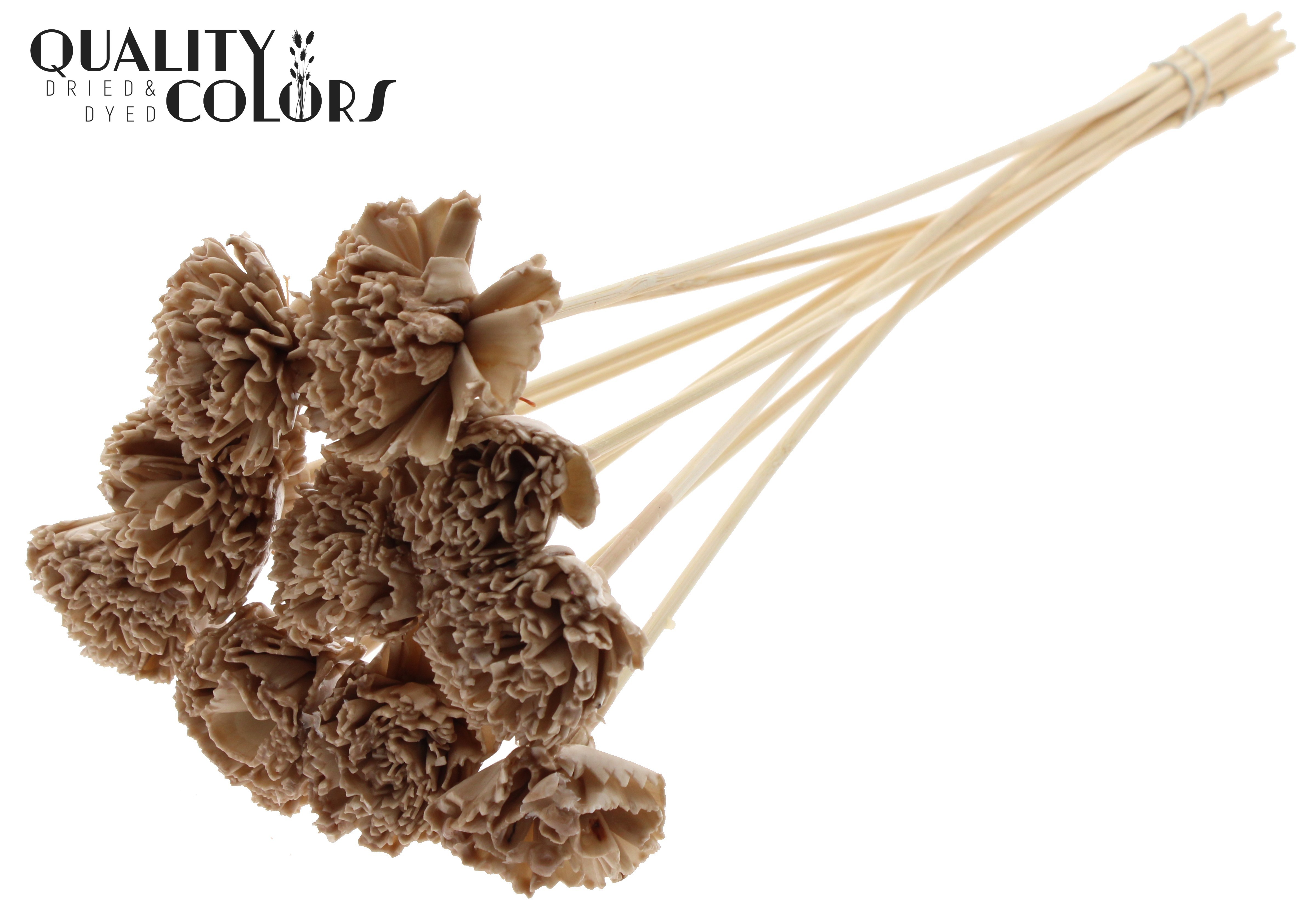 Shola Karnish Flower Wax Beige 50cm