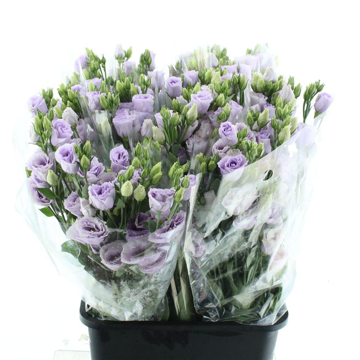 Eustoma Rosita Lavender