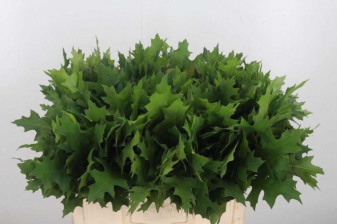 Querc Palustris