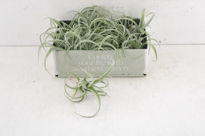 Arr3 Cp Tillandsia Curly Slim