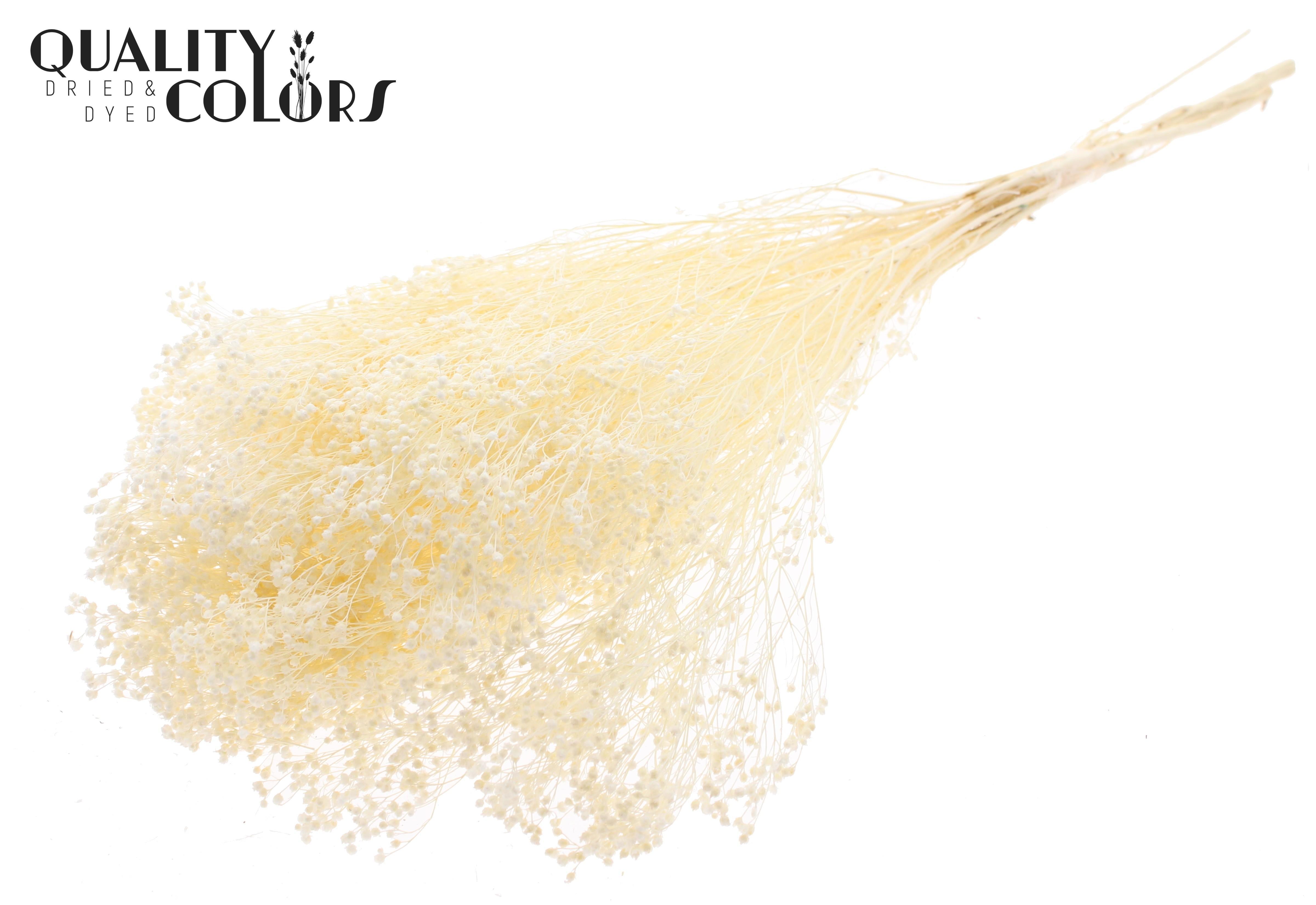 Broom Bloom Bleached Per Bunch 50cm