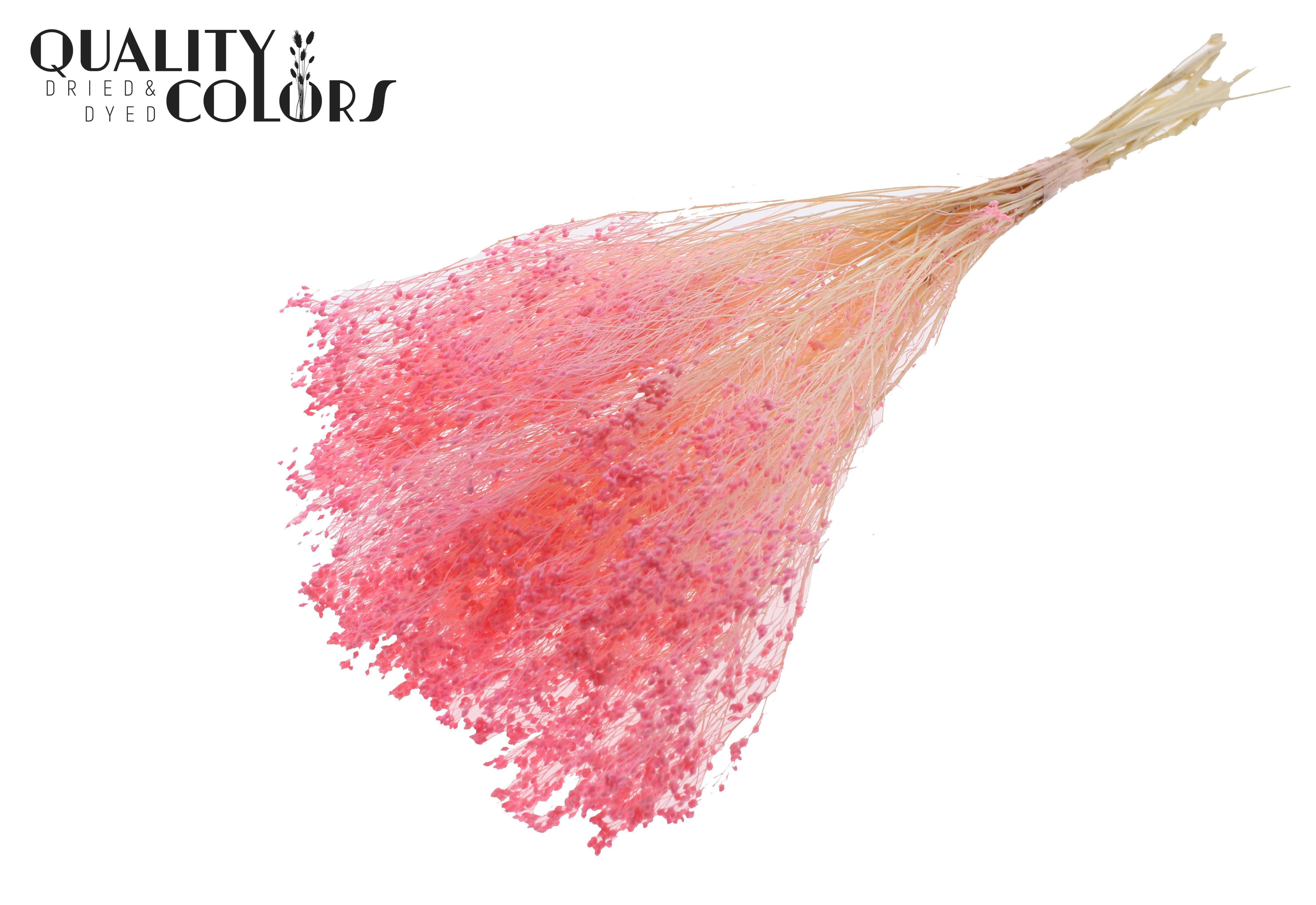 Broom Bloom Pink Per Bunch 50cm