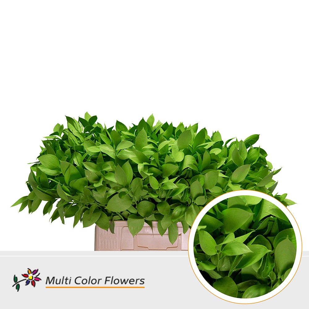 Ruscus Groen Appel