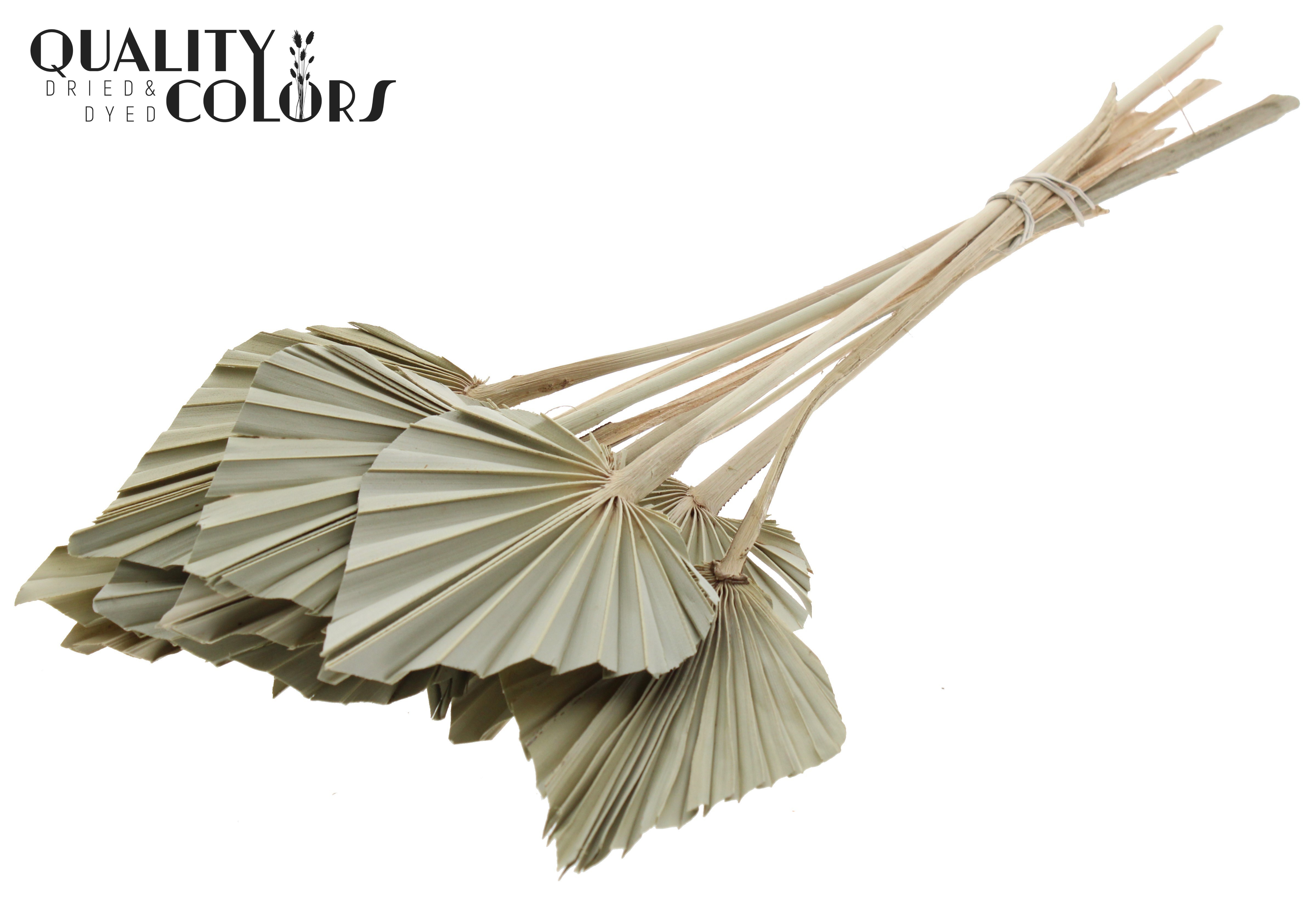Palm Spear Natural 50cm
