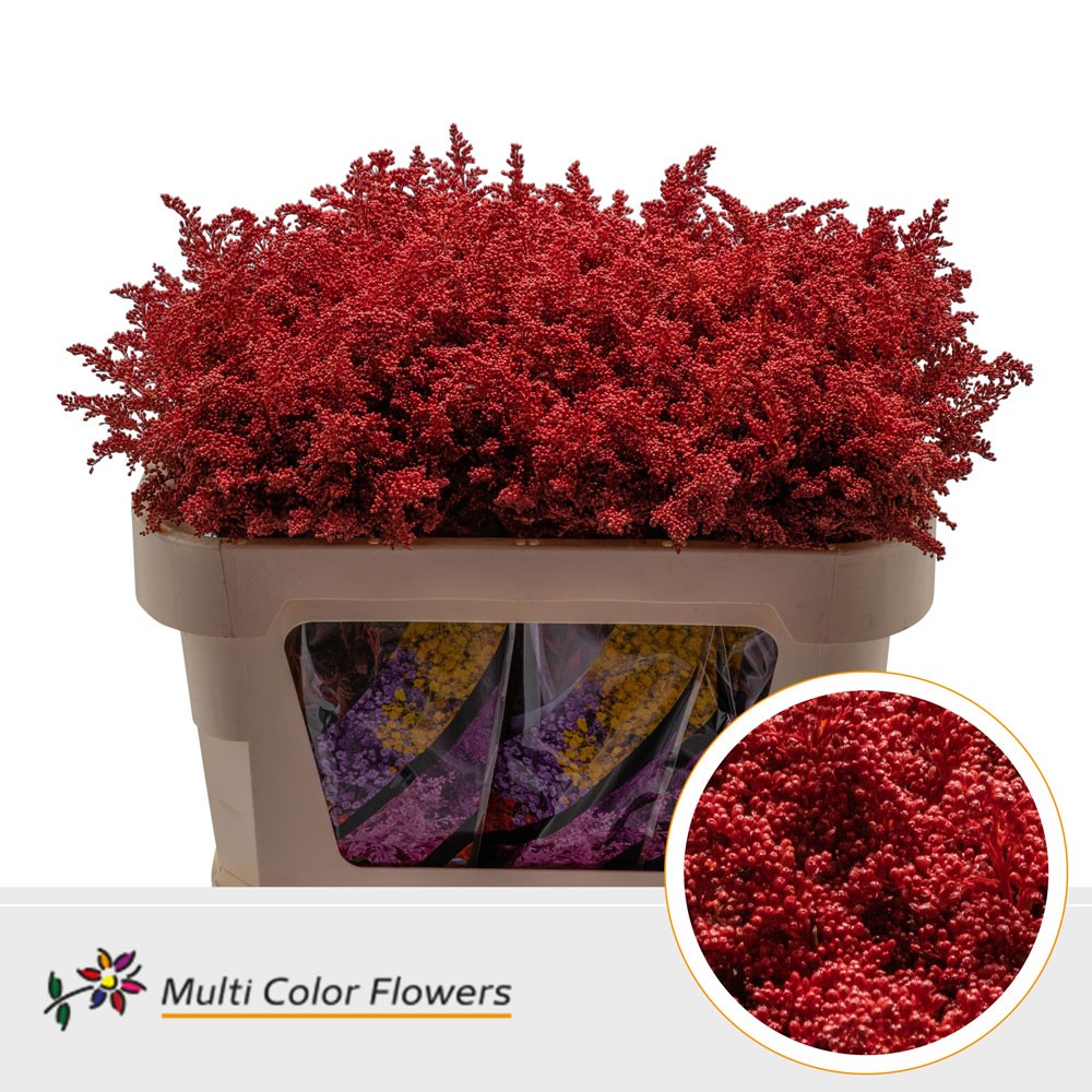 Solidago Painted Red 70cm