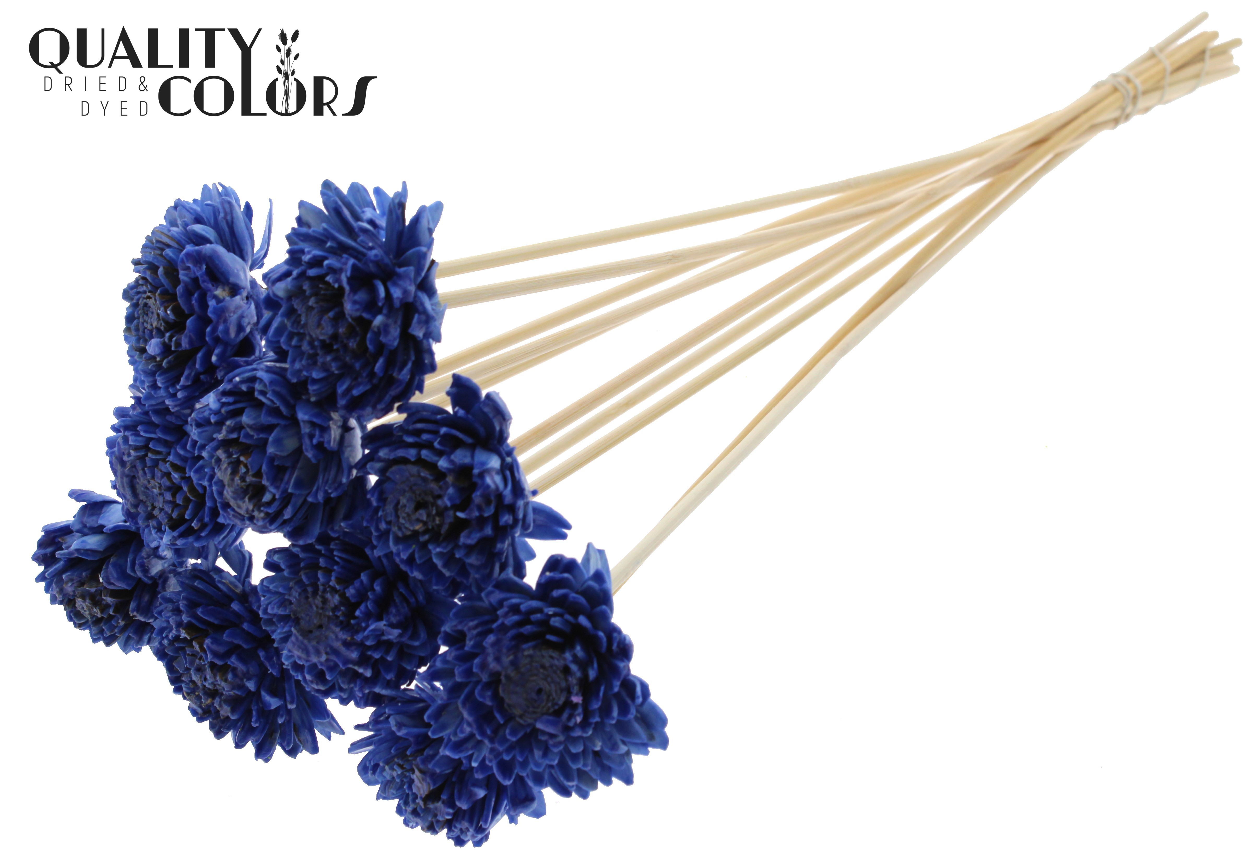 Shola Zinia Wax Blue 50cm