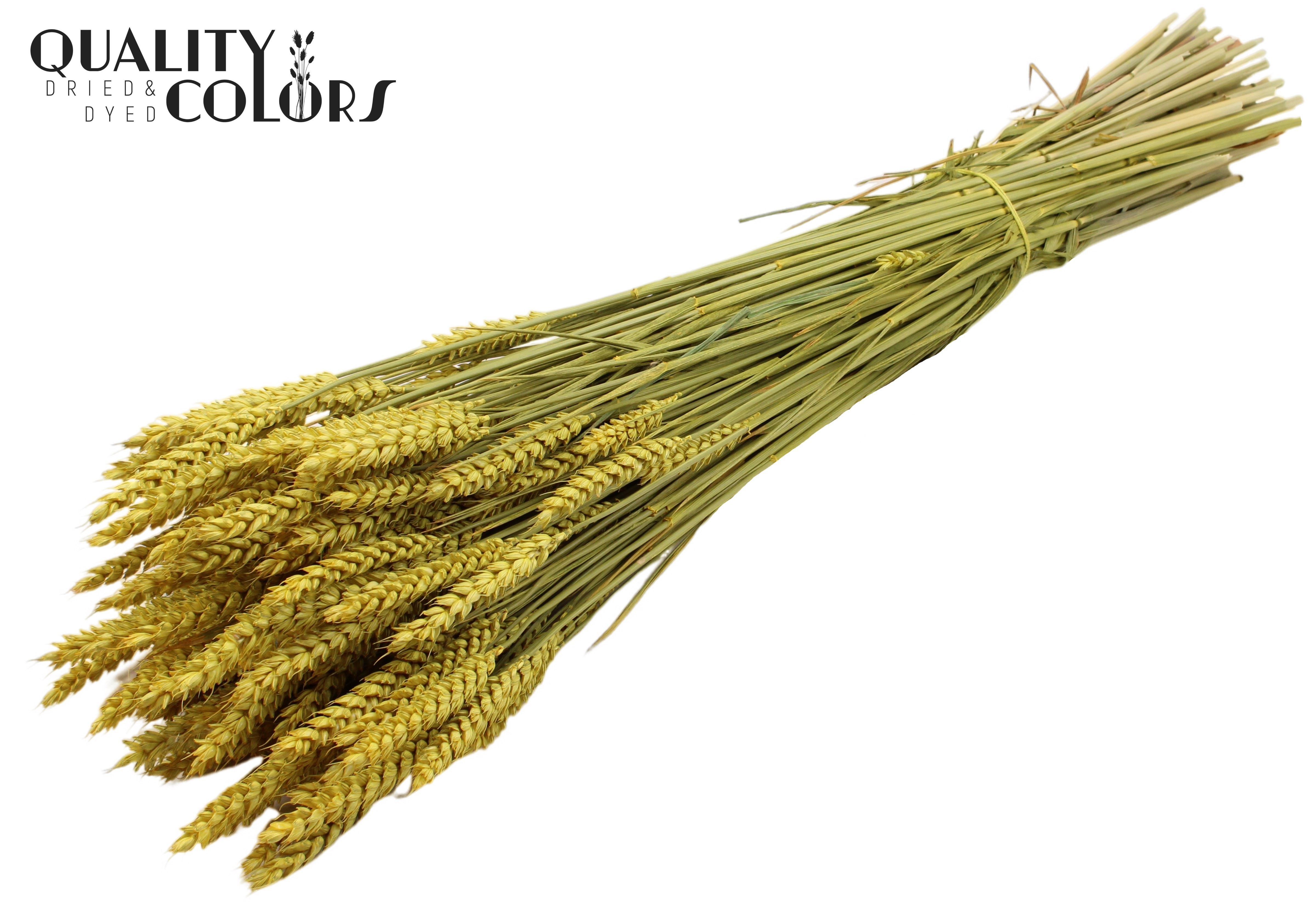 Triticum Yellow Per Bunch 60cm