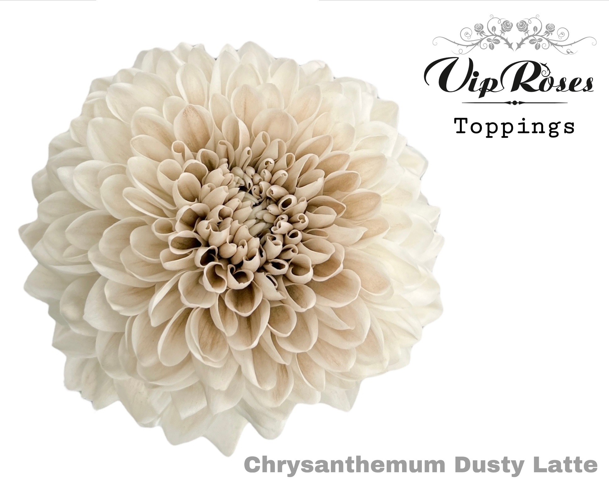 Chr G Dusty Latte 75 cm