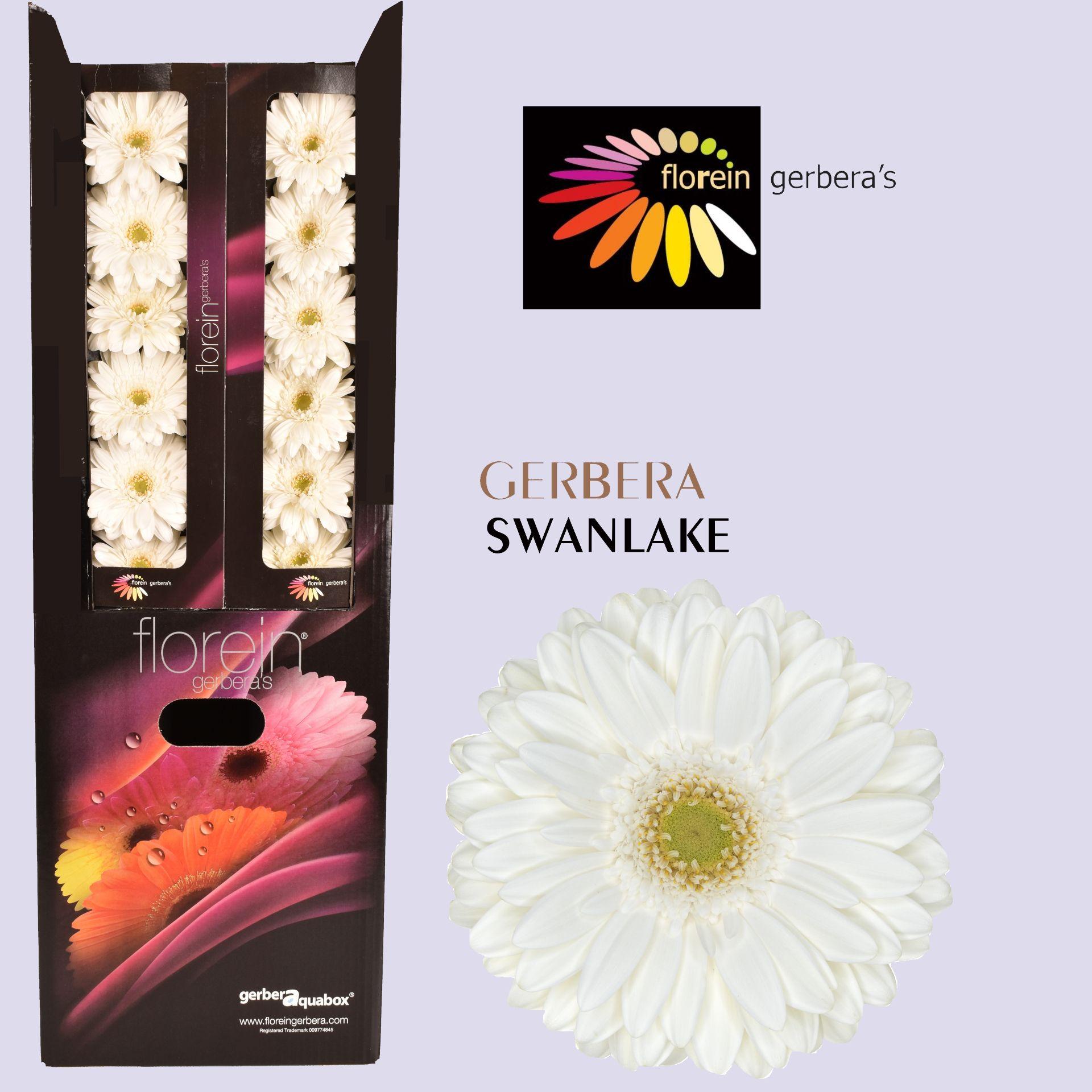 Ge Gr Swanlake Aquabox 80