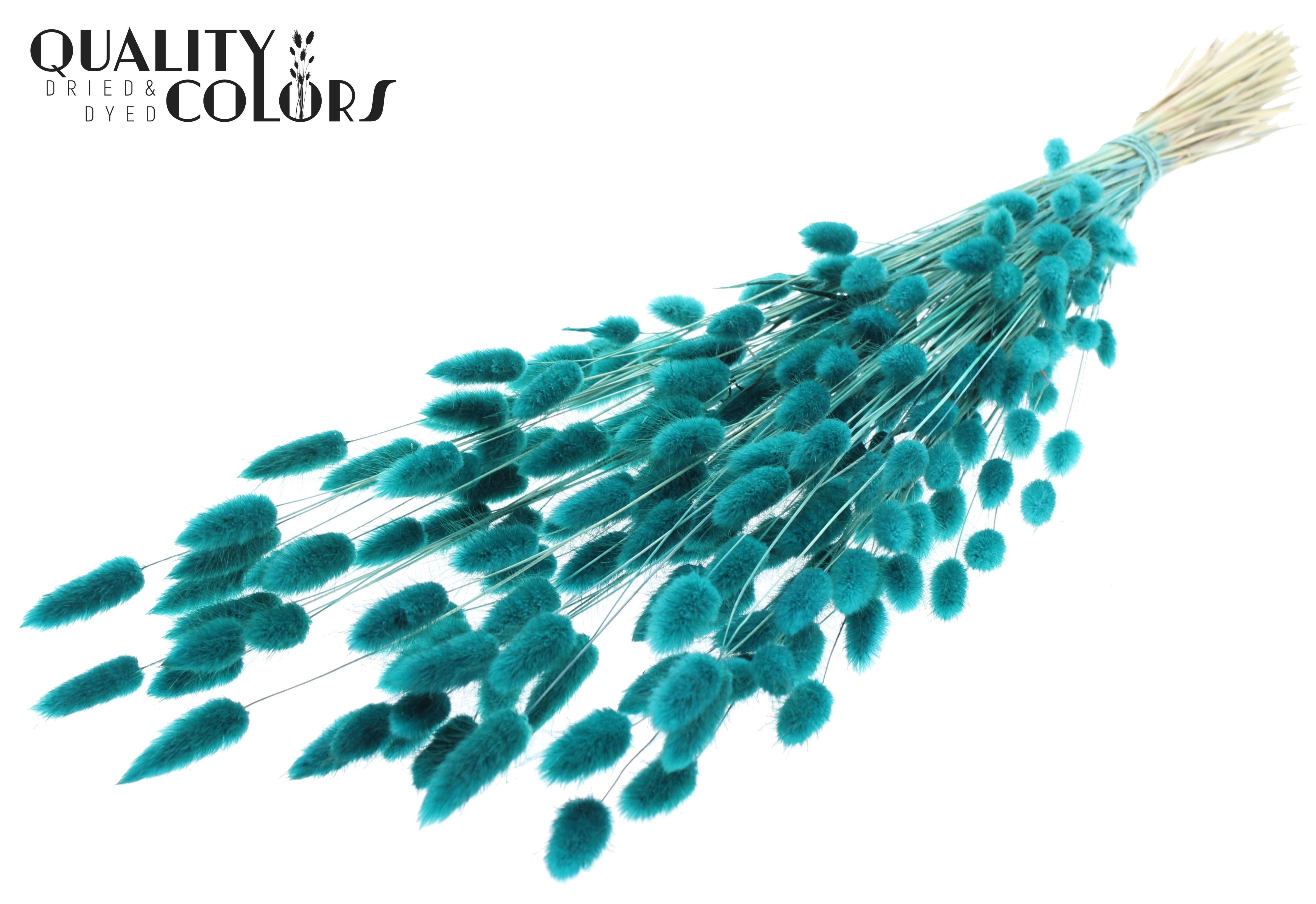 Lagurus Turquoise Per Bunch 70cm
