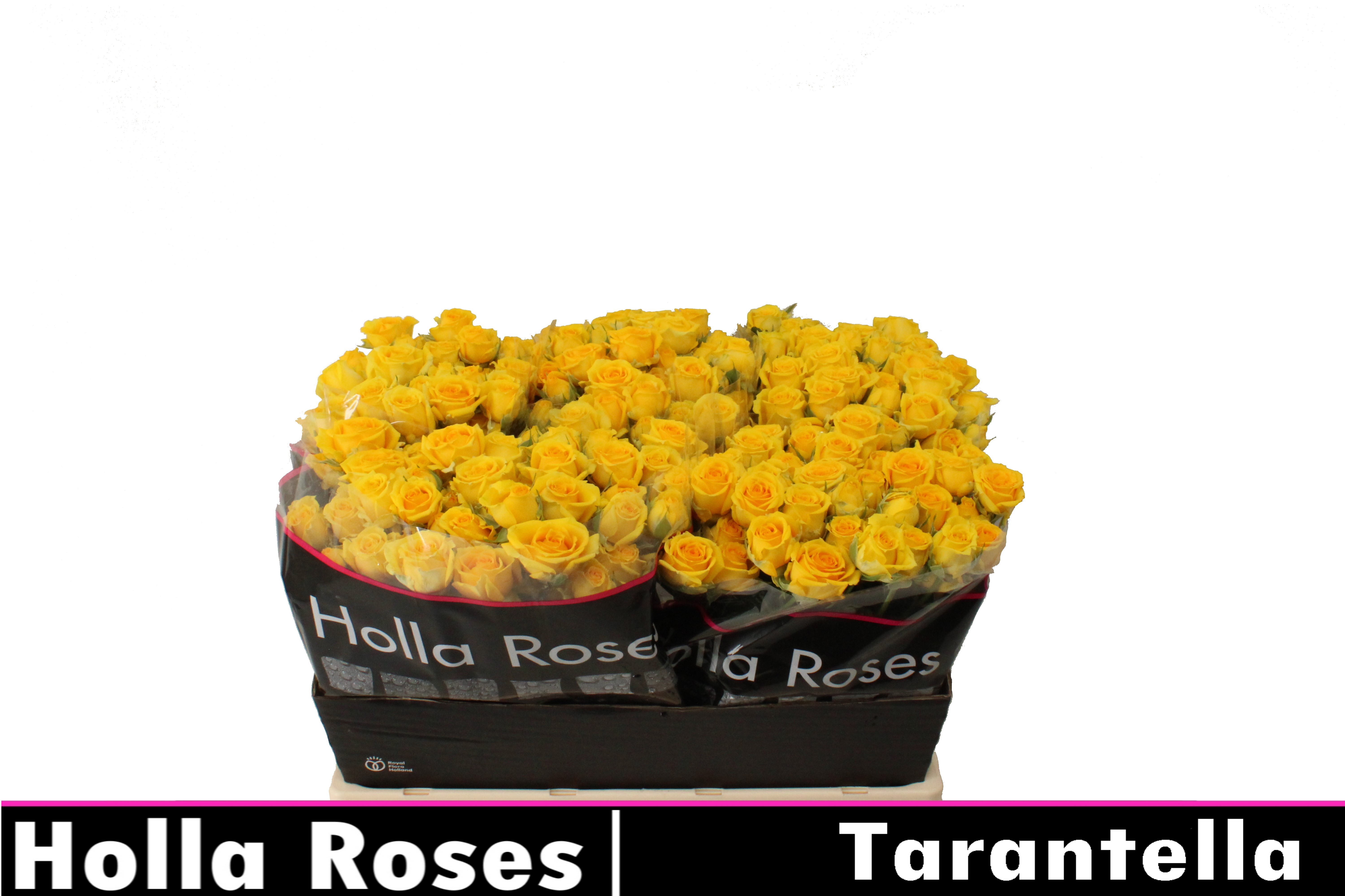 Rosa Spr Tarantella 40cm