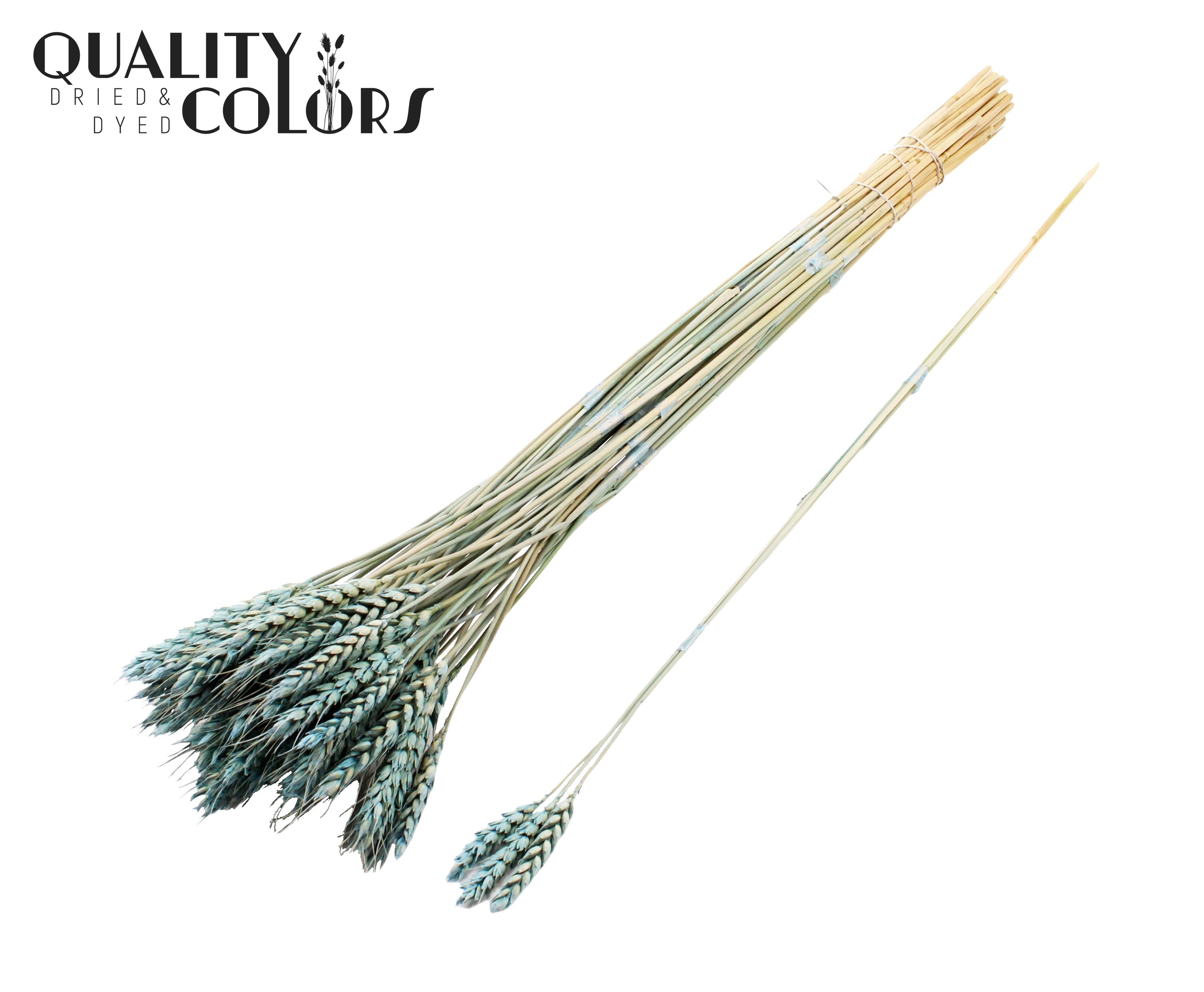 Triticum Tuft Frosted Light Blue 55cm