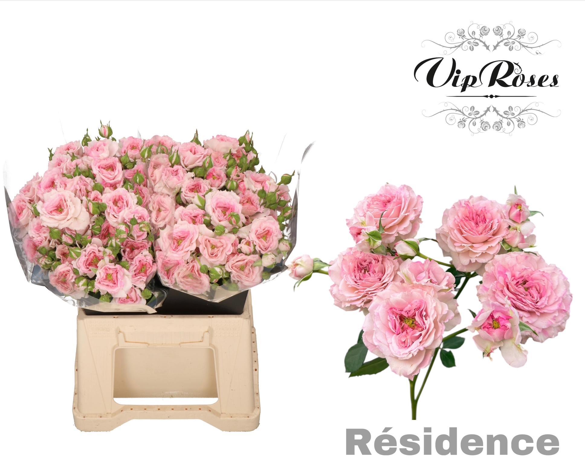 R Tr Residence! 40cm