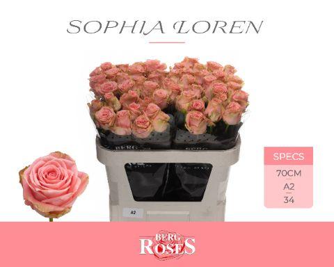 Rosa Sophia Loren 70cm