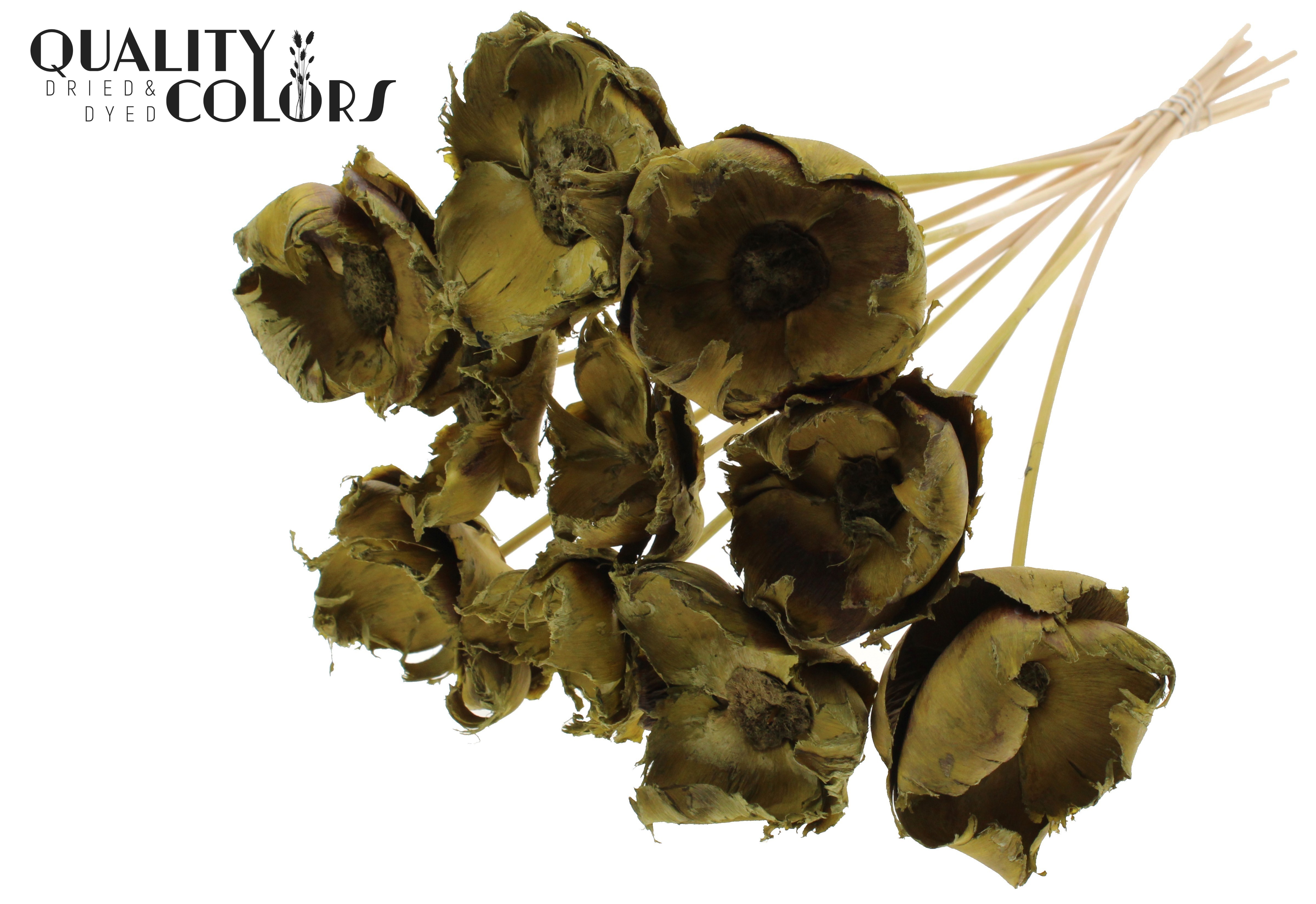 Palm Cup Intense Olive 50cm