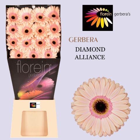 Ge Gr Alliance Diamond 45