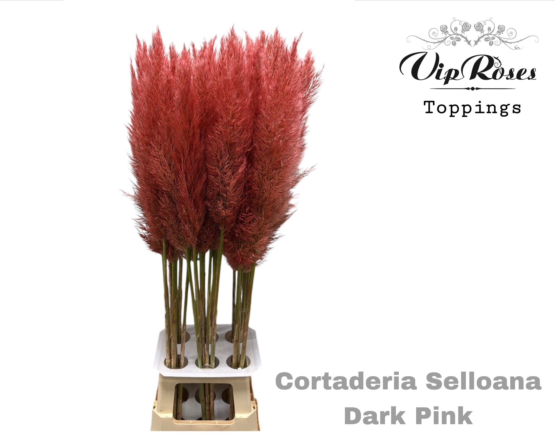 Cortaderia Selloana Dried 120cm