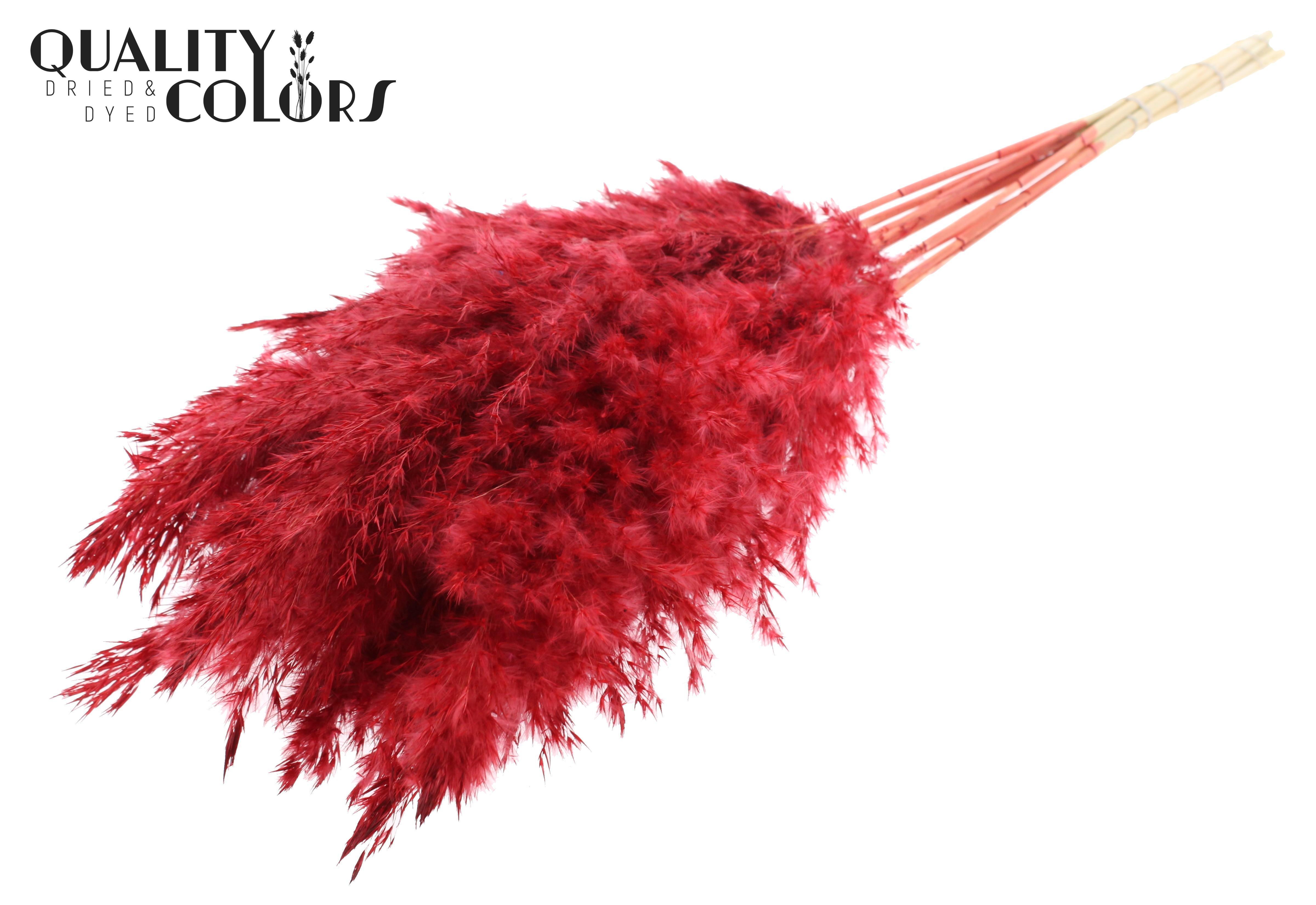 Pampas Grass Red Per Bunch 70cm