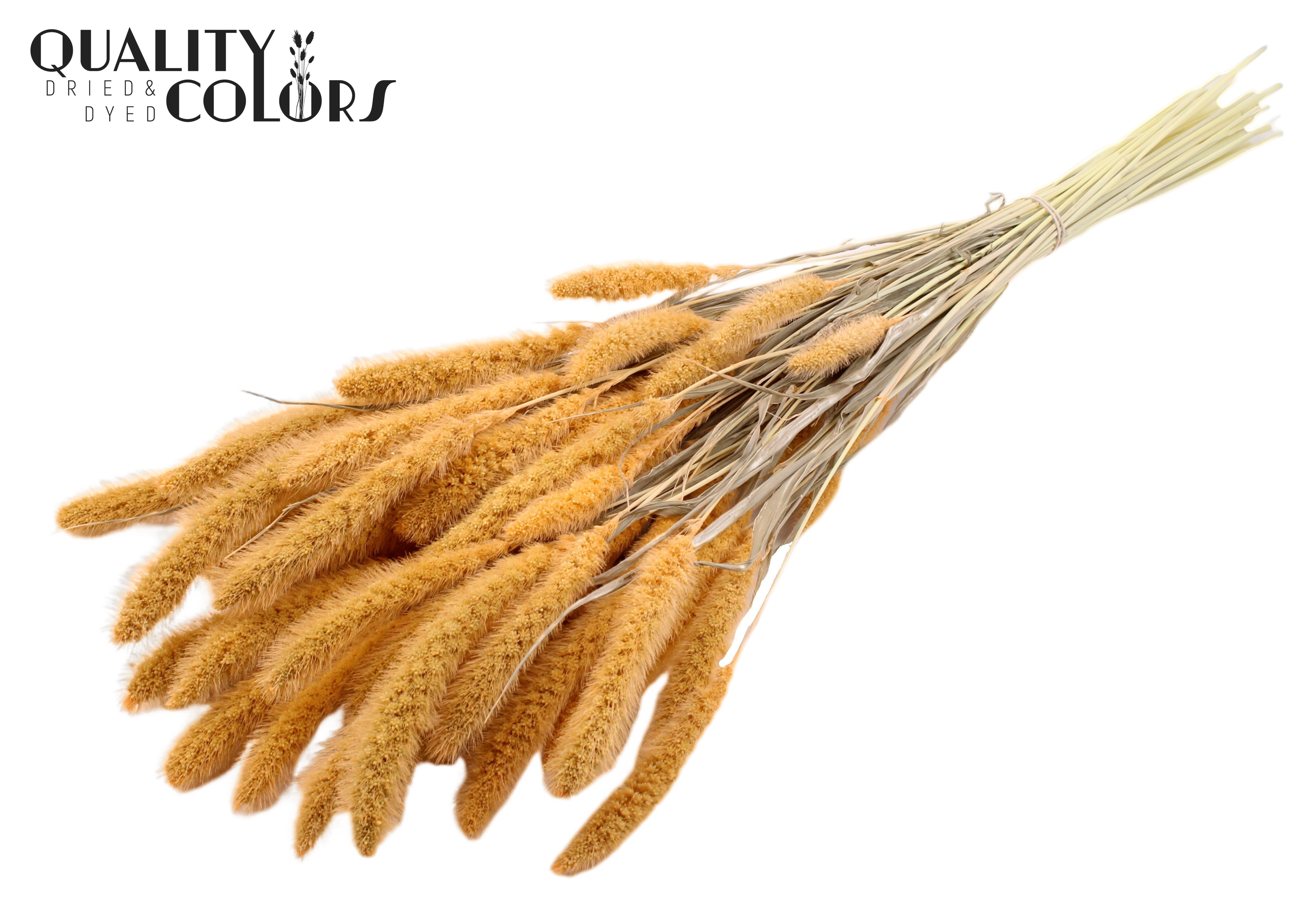 Setaria Intense Salmon Per Bunch 70cm