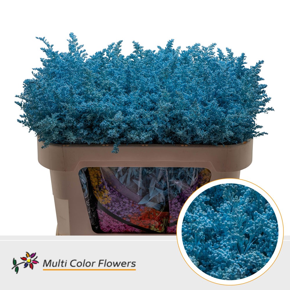 Solidago Blauw Licht