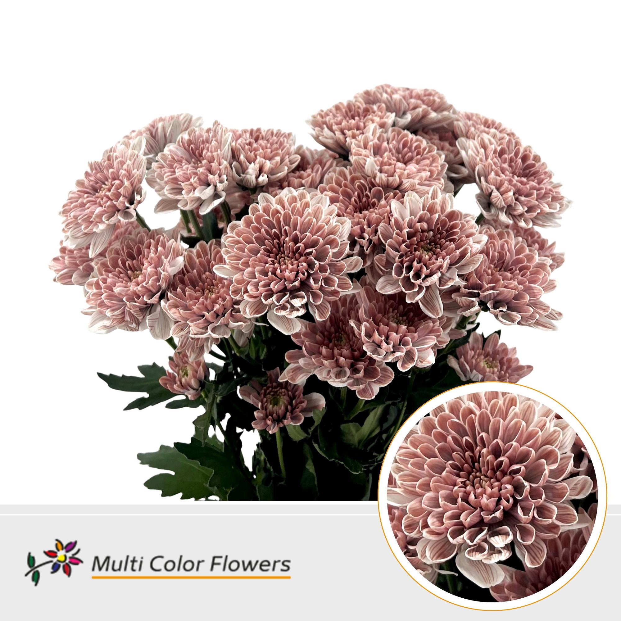 Chrysanth Spray Painted Altaj Misty Blush 60cm