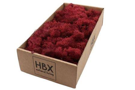 Moss Reindeer Moss 500gr Bordeaux