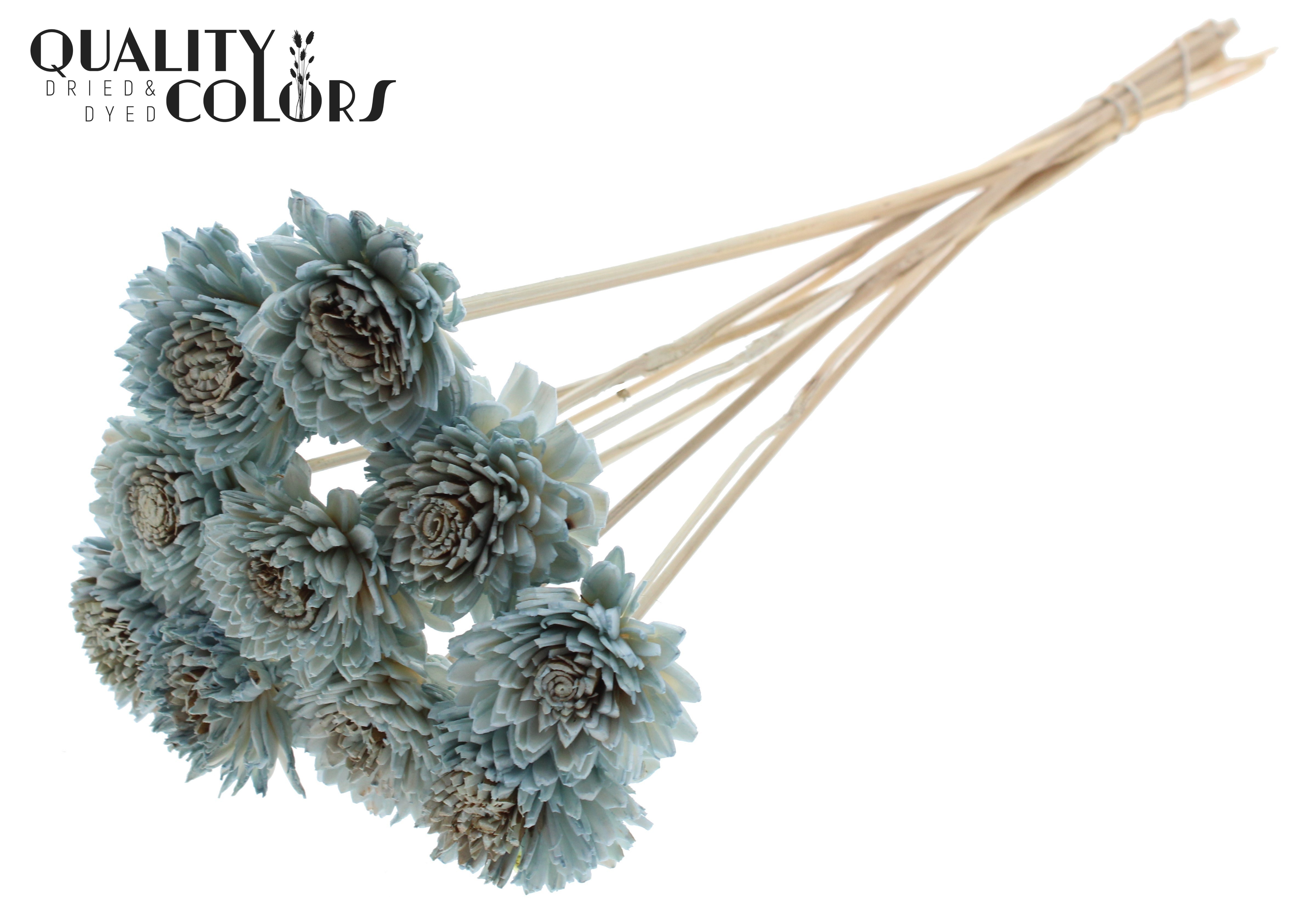 Shola Zinia Light Blue 50cm