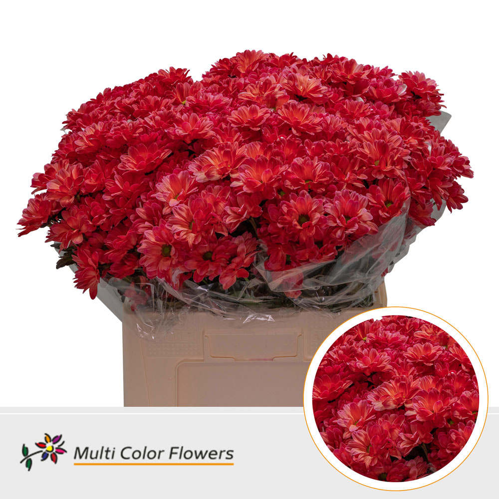 Chrysanth Spray Painted Bacardi Red 60cm