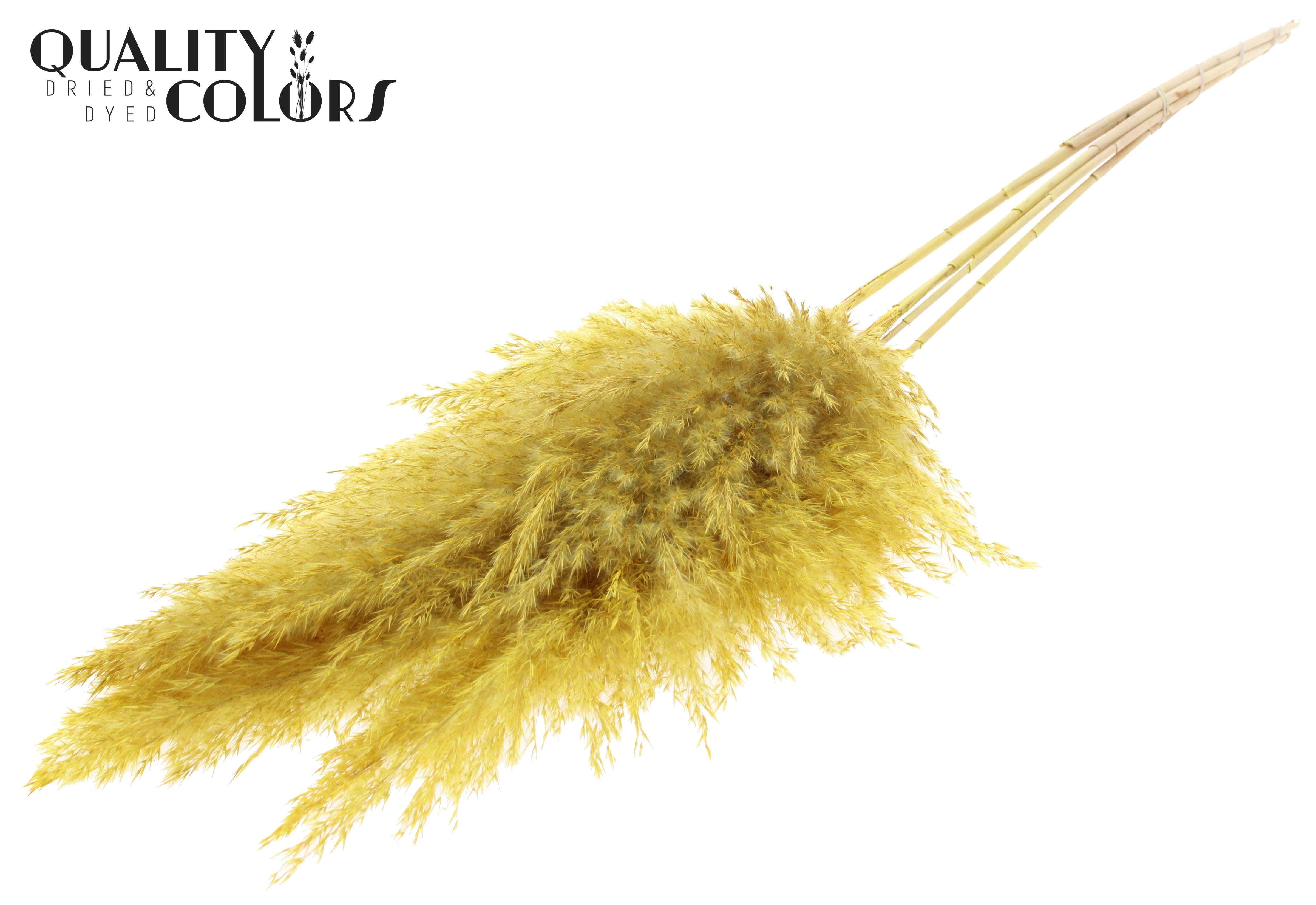 Pampas Grass Yellow Per Bunch 100cm