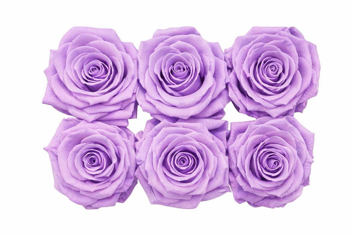 Ro Pres Classic Purple Light