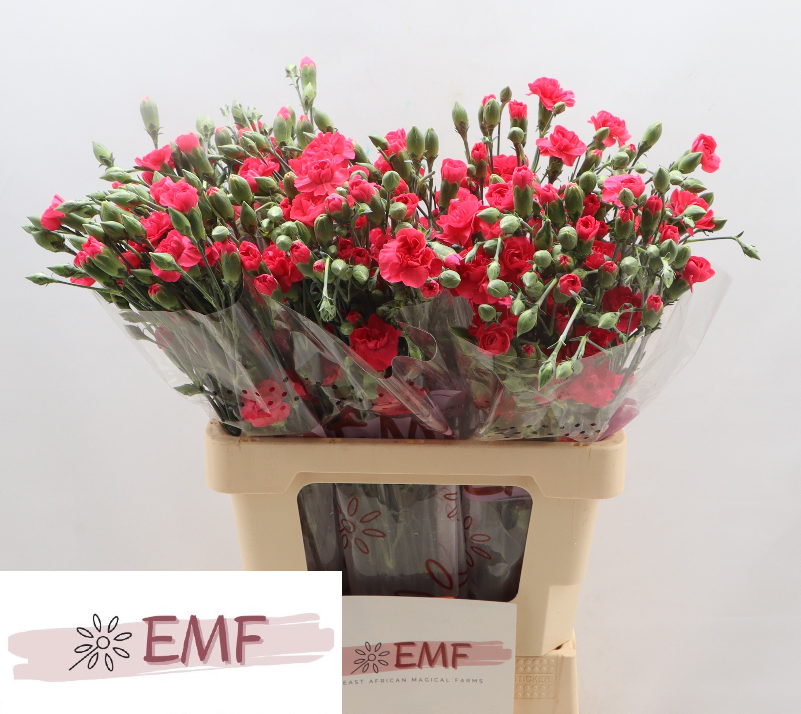 Dianthus Spray Cerise Amelie 65cm